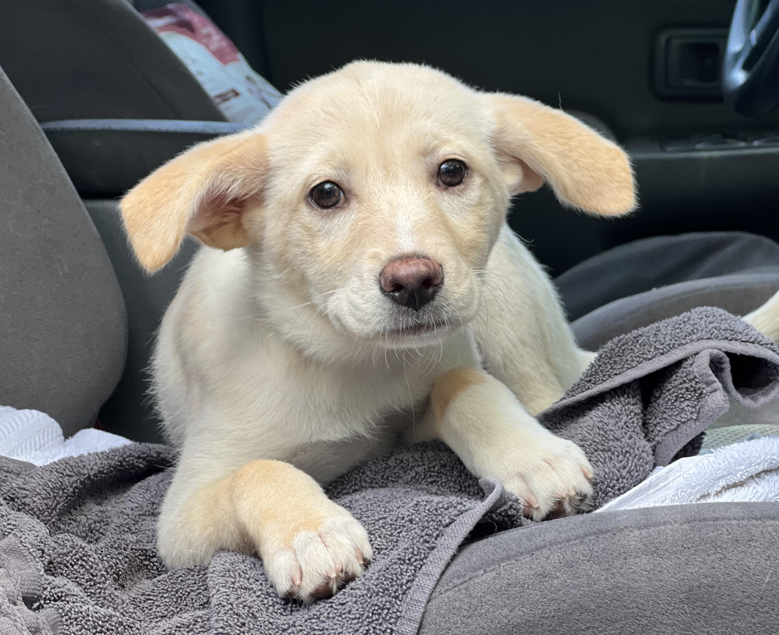 Izzy, a ADOPTABLE mixed breed in Mt Pleasant, SC image 5/6