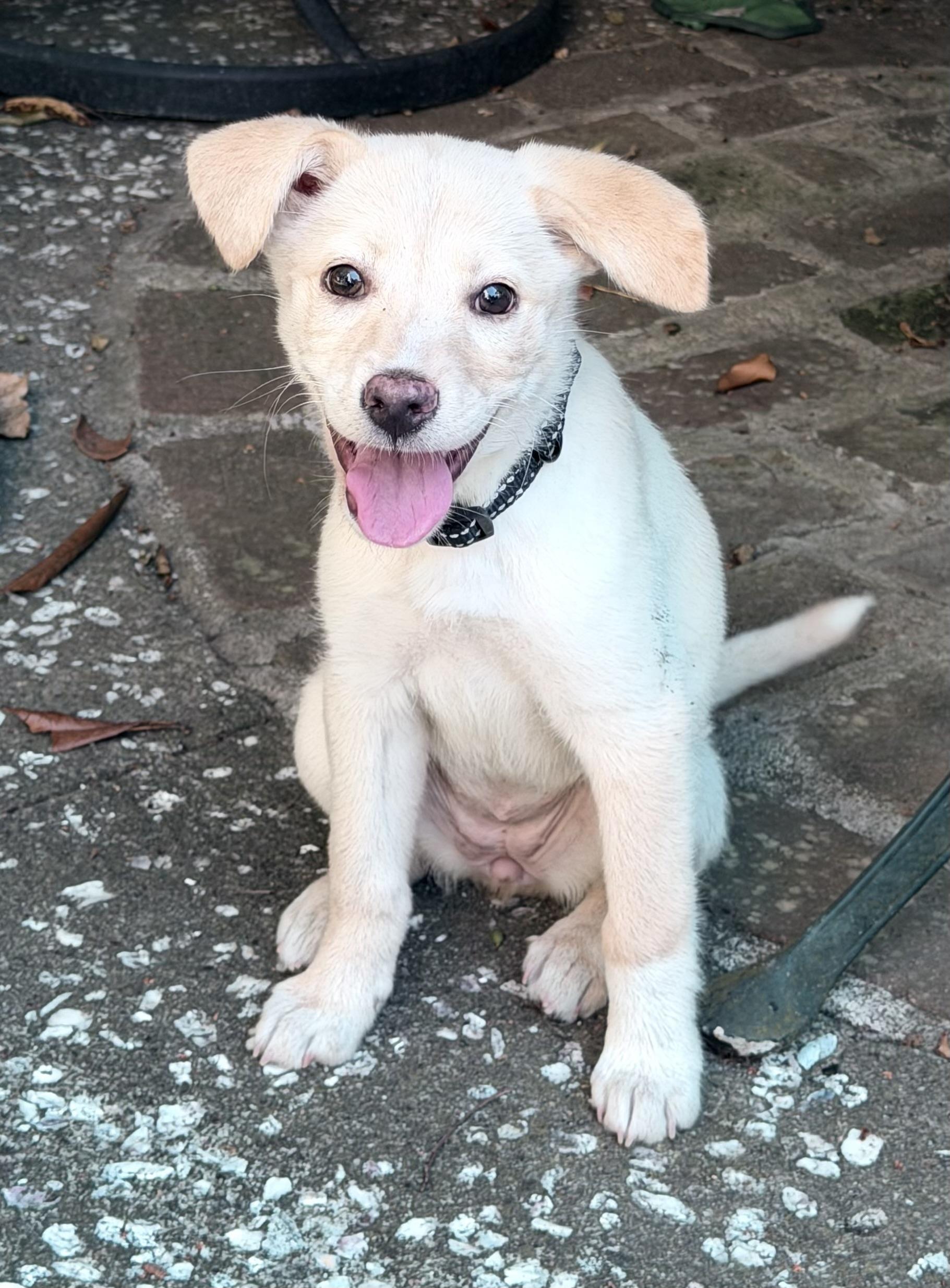 Izzy, ADOPTABLE, Puppy Female Mixed Breed.