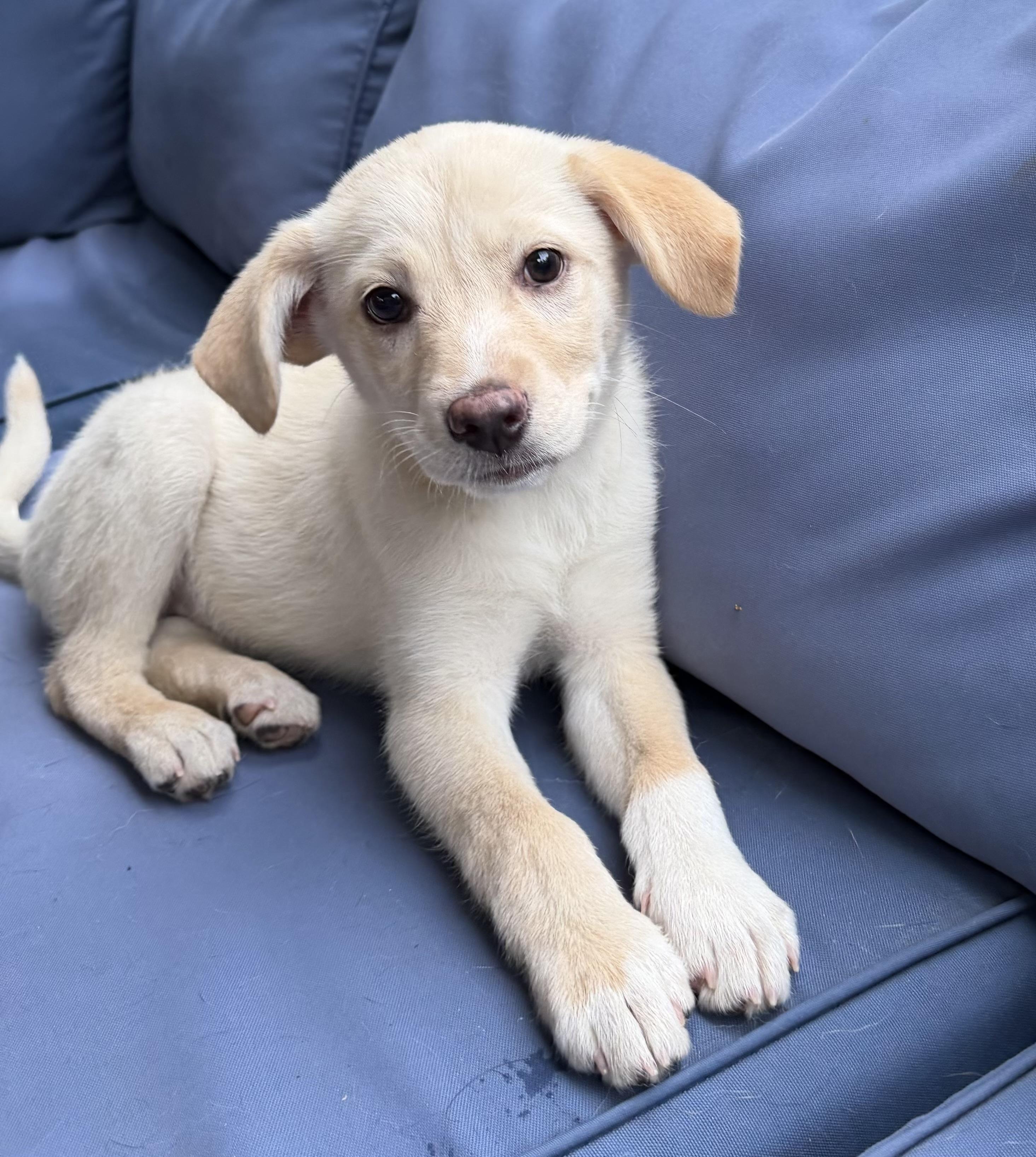 Enlarge Izzy, a ADOPTABLE mixed breed in Mt Pleasant, SC image 2/4