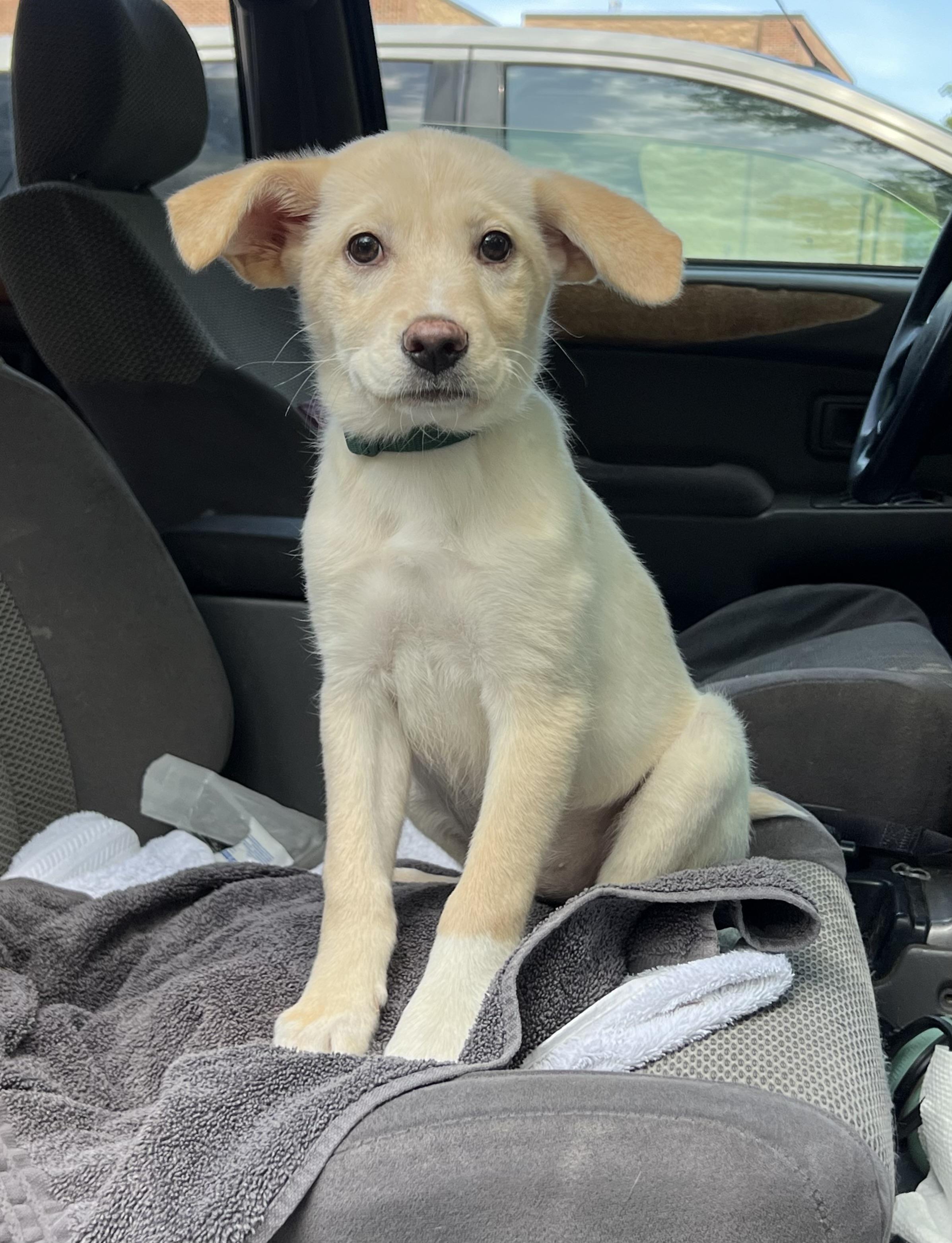 Izzy, a ADOPTABLE mixed breed in Mt Pleasant, SC image 1/6