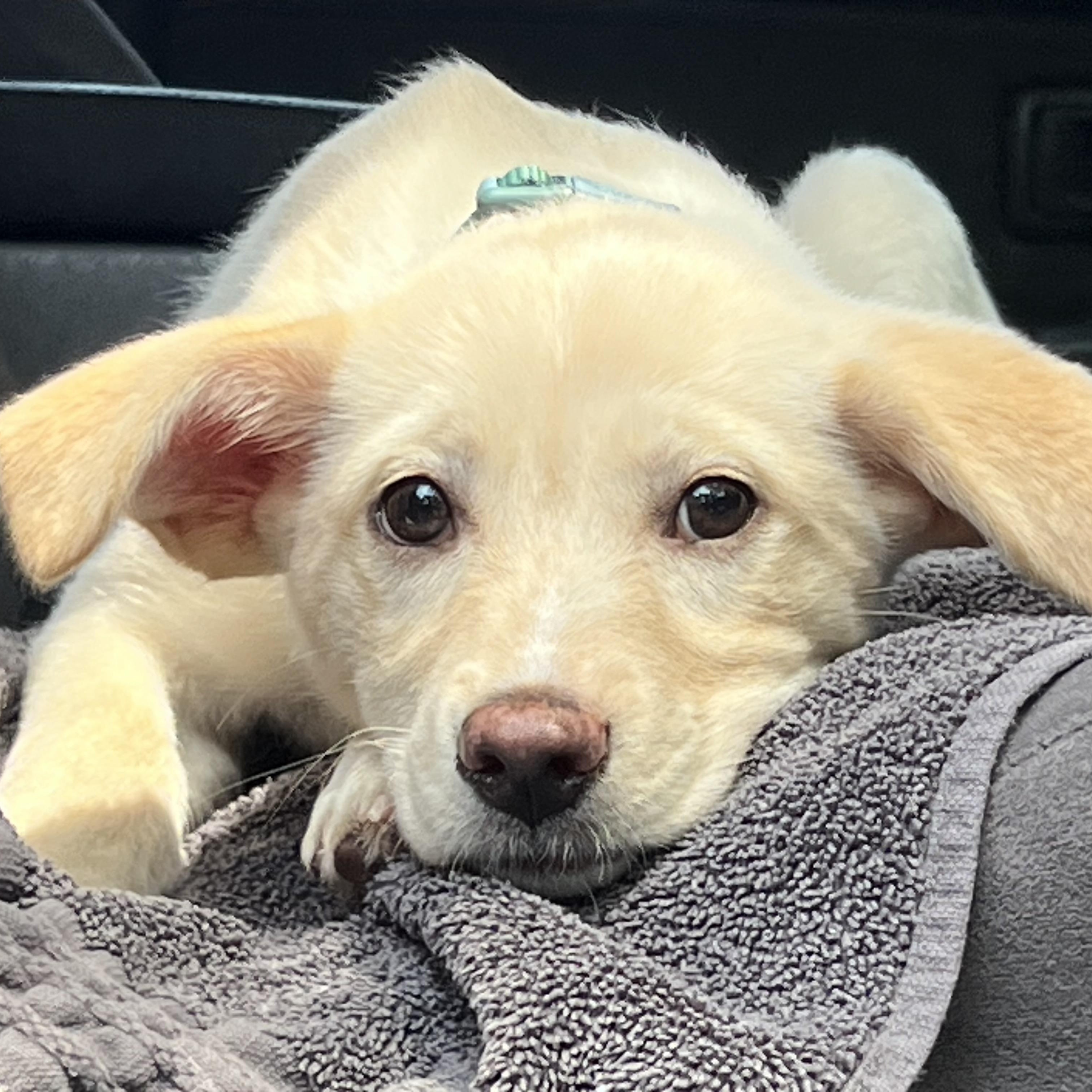 Izzy, a ADOPTABLE mixed breed in Mt Pleasant, SC image 2/6