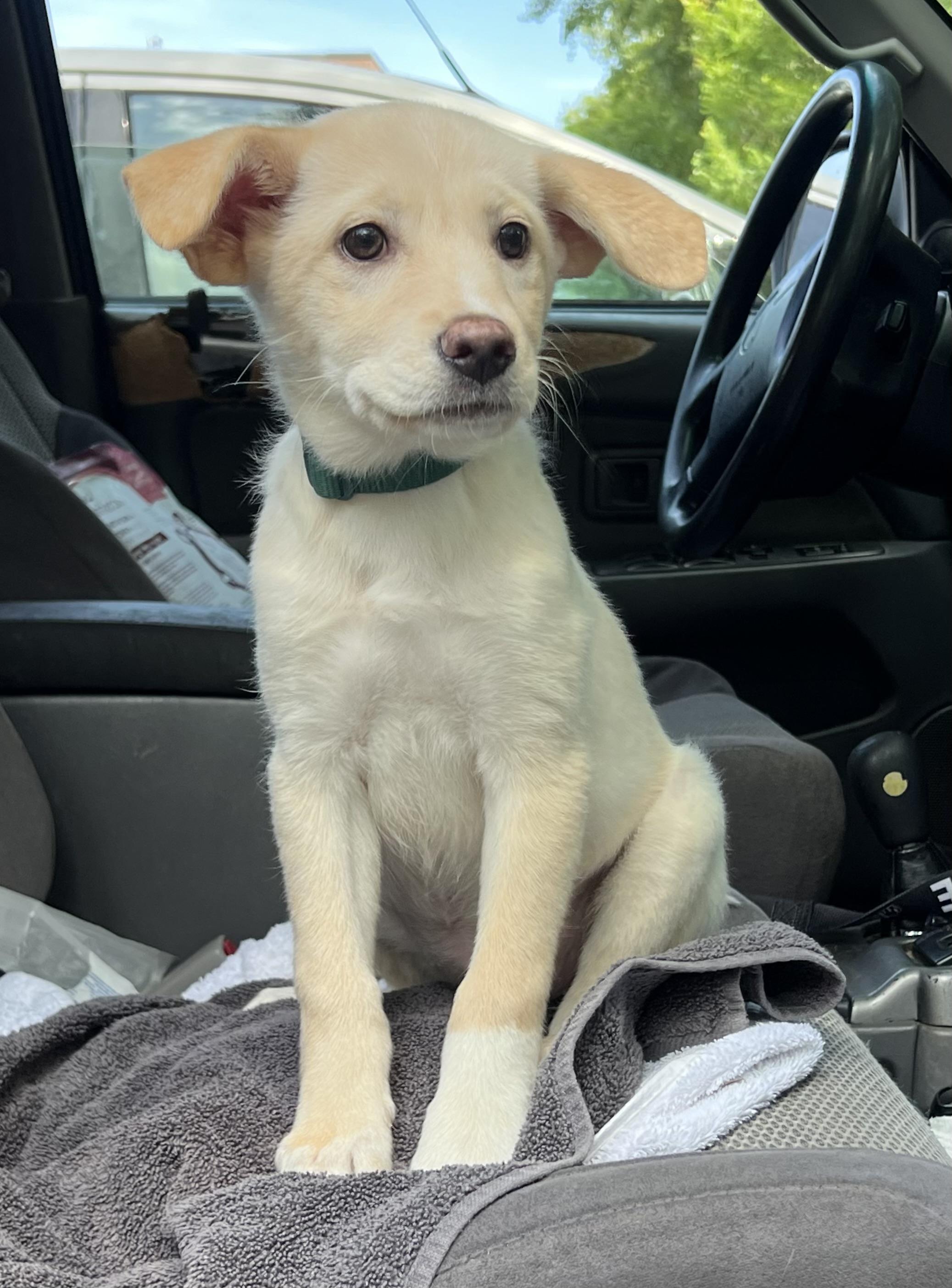 Izzy, a ADOPTABLE mixed breed in Mt Pleasant, SC image 6/6
