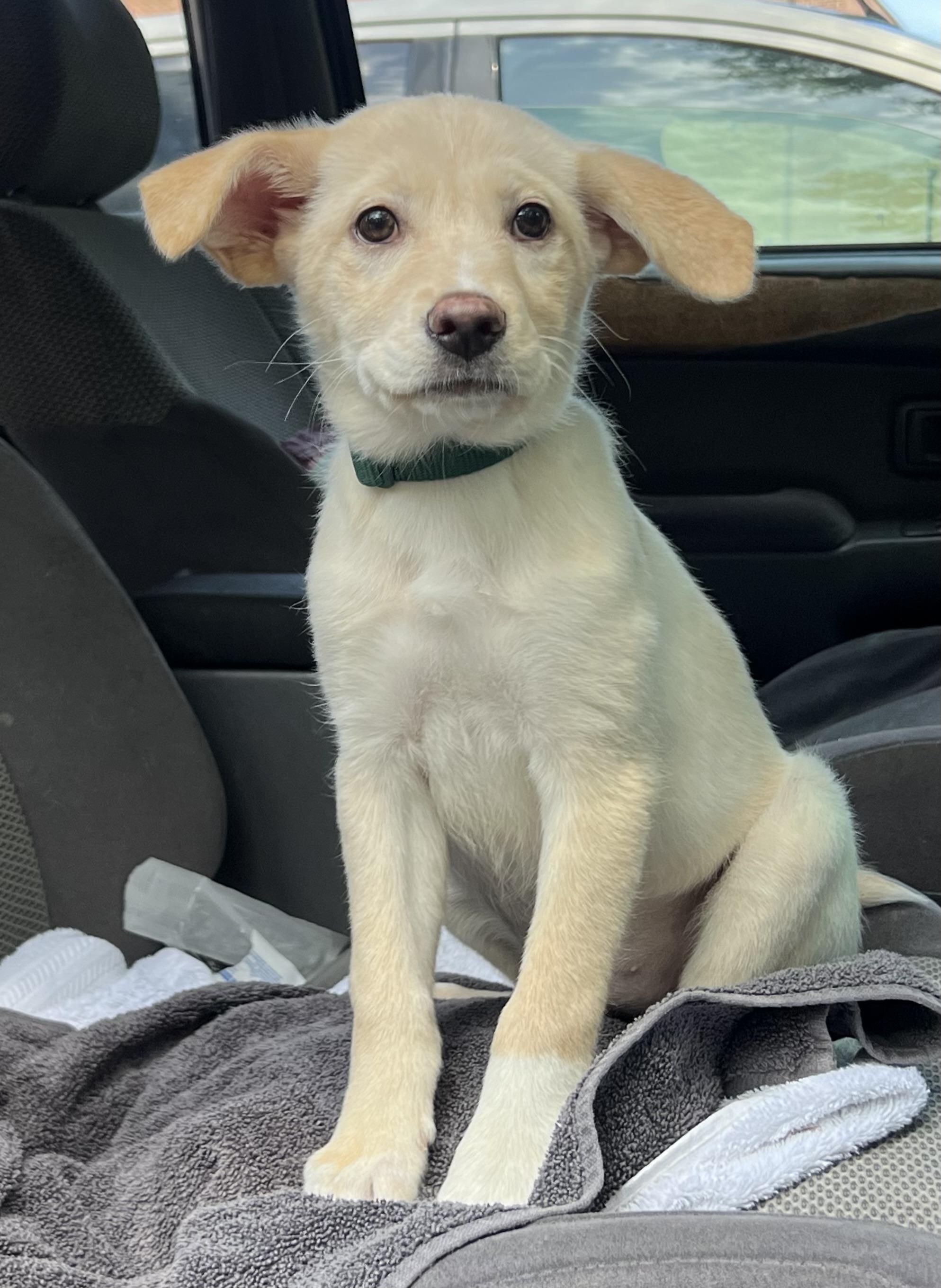Izzy, a ADOPTABLE mixed breed in Mt Pleasant, SC image 4/6