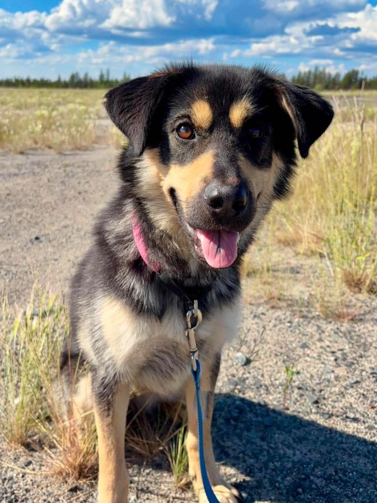 Nellie, Adoptable, Young Female Shepherd & Husky.
