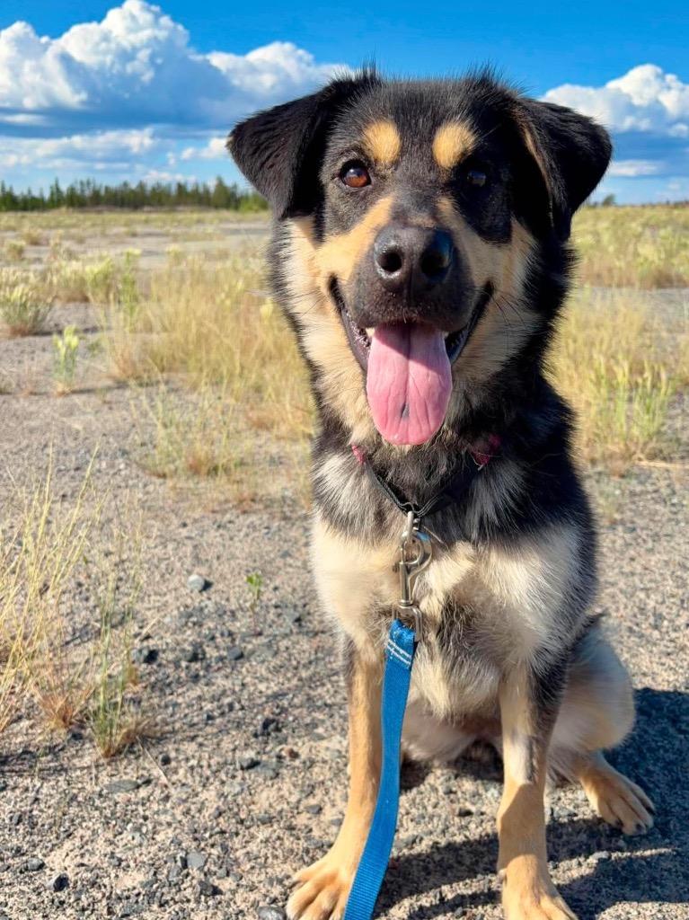 Nellie, a Adoptable mixed breed in Yellowknife, NT image 2/3