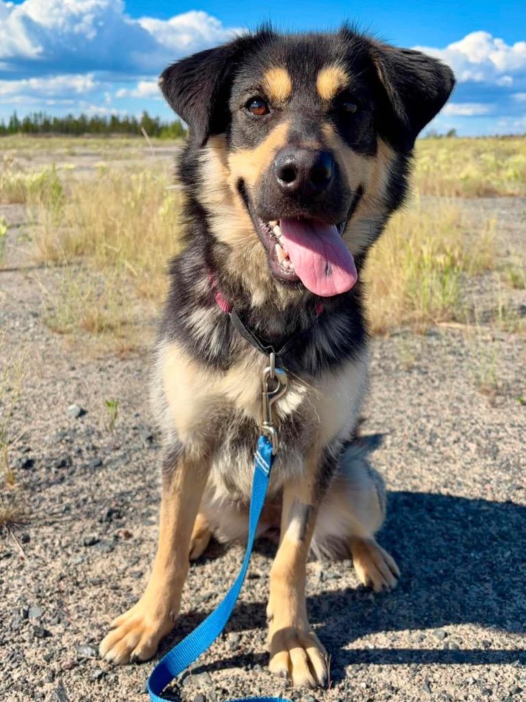 Nellie, a Adoptable mixed breed in Yellowknife, NT image 3/3