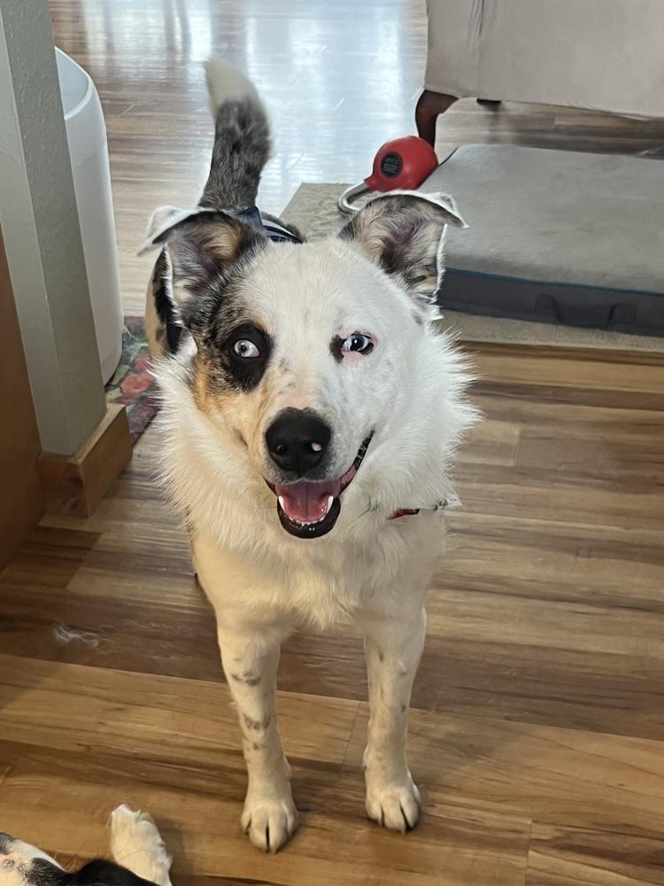 Jester, Adoptable, Young Male Australian Shepherd & Cattle Dog.