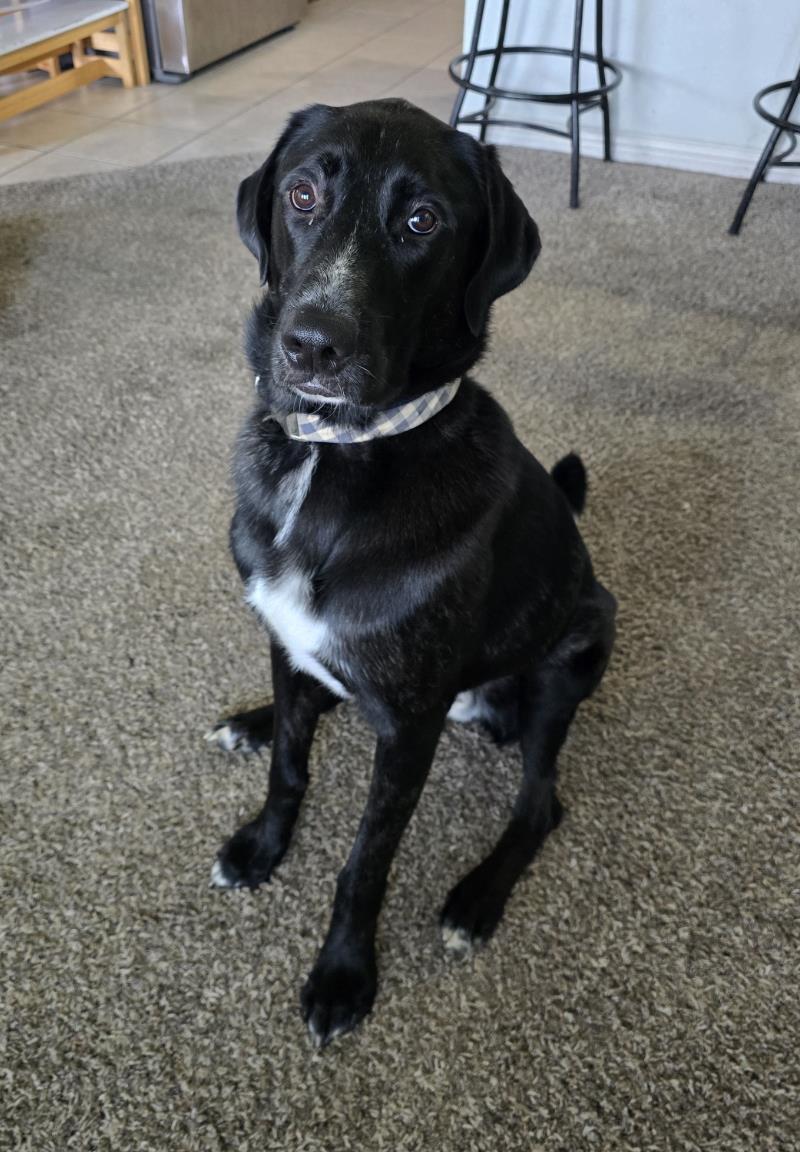 Enlarge Alfie, a Adoptable mixed breed in Rockwall, TX image 3/3