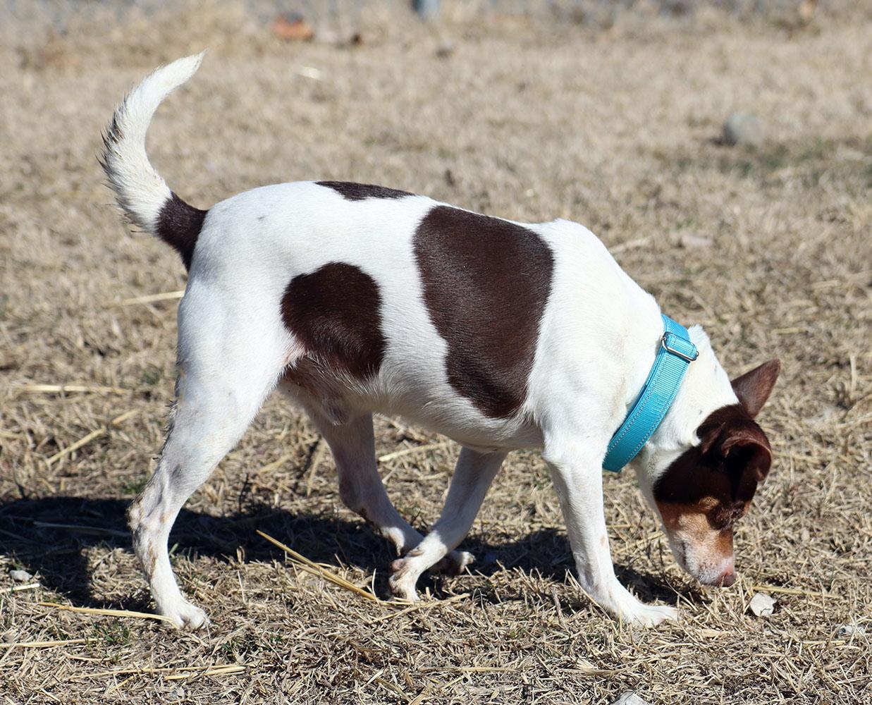 Enlarge Jack (AO35808), an adoptable mixed breed in Kansas City, KS image 4/4