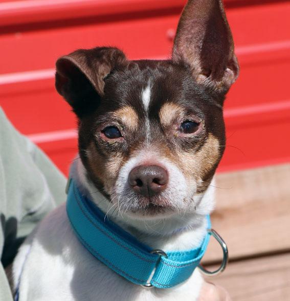 Jack (AO35808), adoptable, Adult Male Jack Russell Terrier.