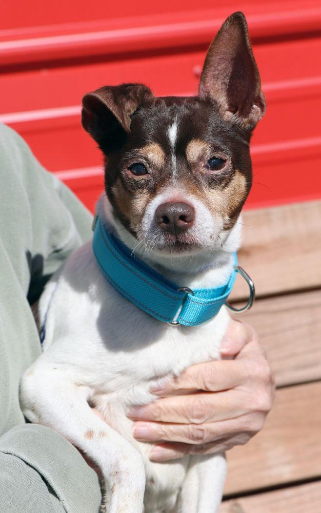 Enlarge Jack (AO35808), an adoptable mixed breed in Kansas City, KS image 2/4