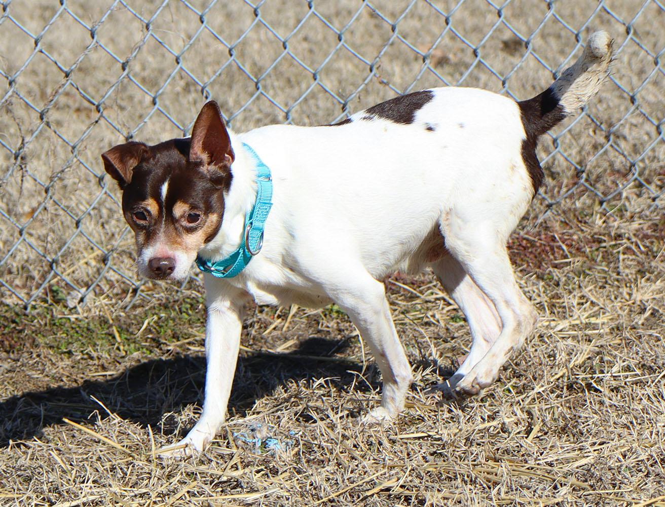 Enlarge Jack (AO35808), an adoptable mixed breed in Kansas City, KS image 3/4