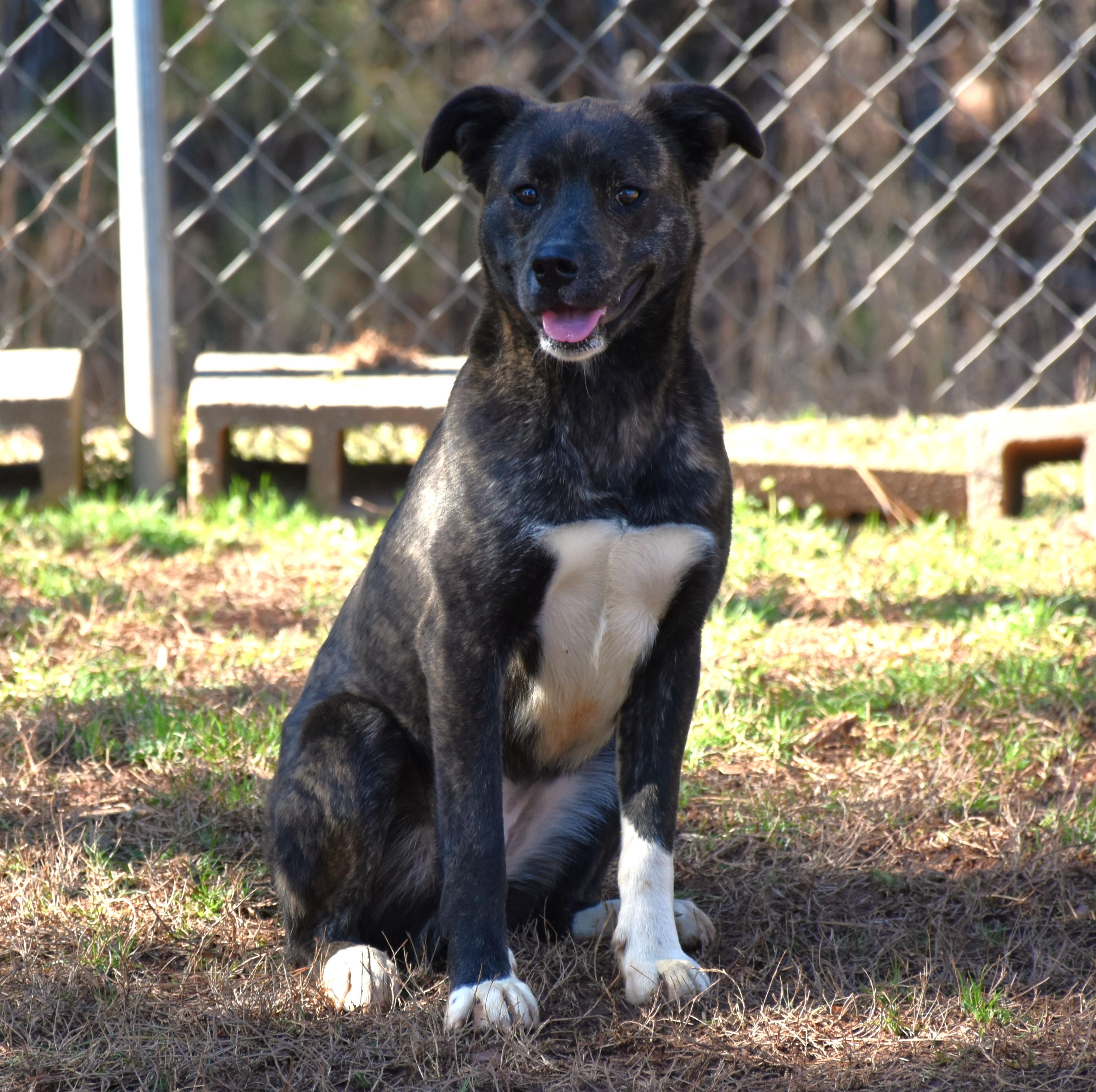 Enlarge Maggie, a ADOPTABLE mixed breed in Wedowee, AL image 5/6