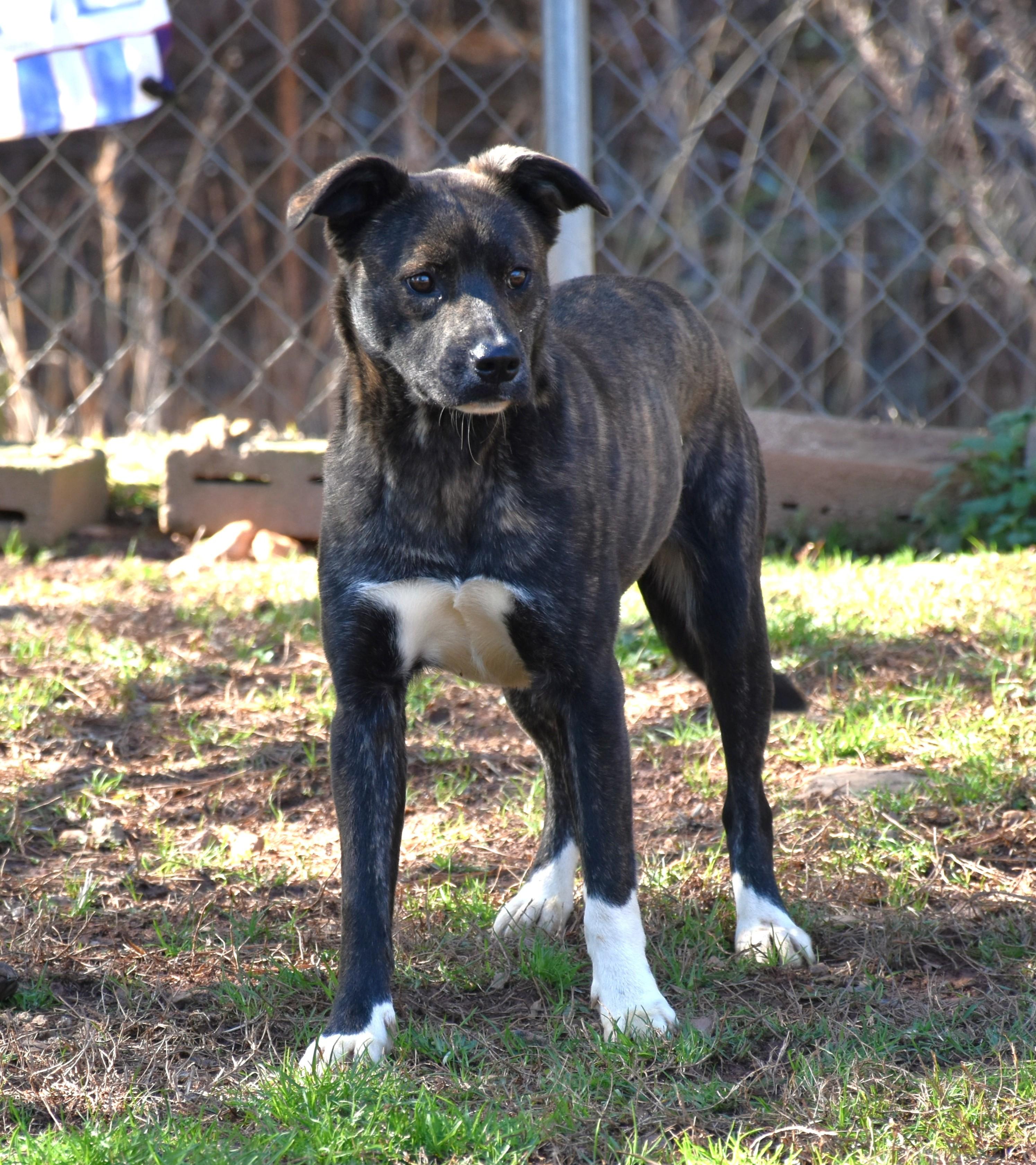 Enlarge Maggie, a ADOPTABLE mixed breed in Wedowee, AL image 6/6