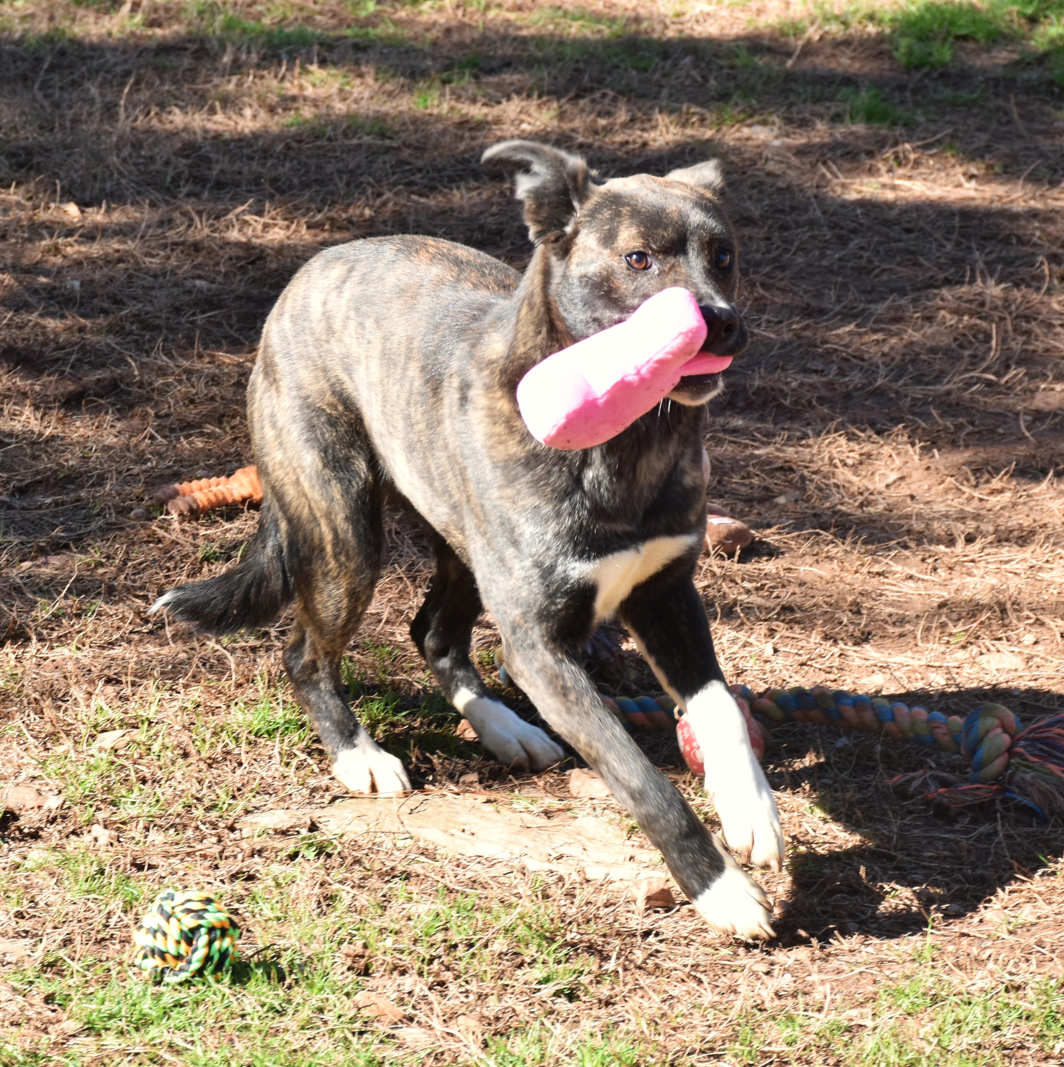 Enlarge Maggie, a ADOPTABLE mixed breed in Wedowee, AL image 3/6