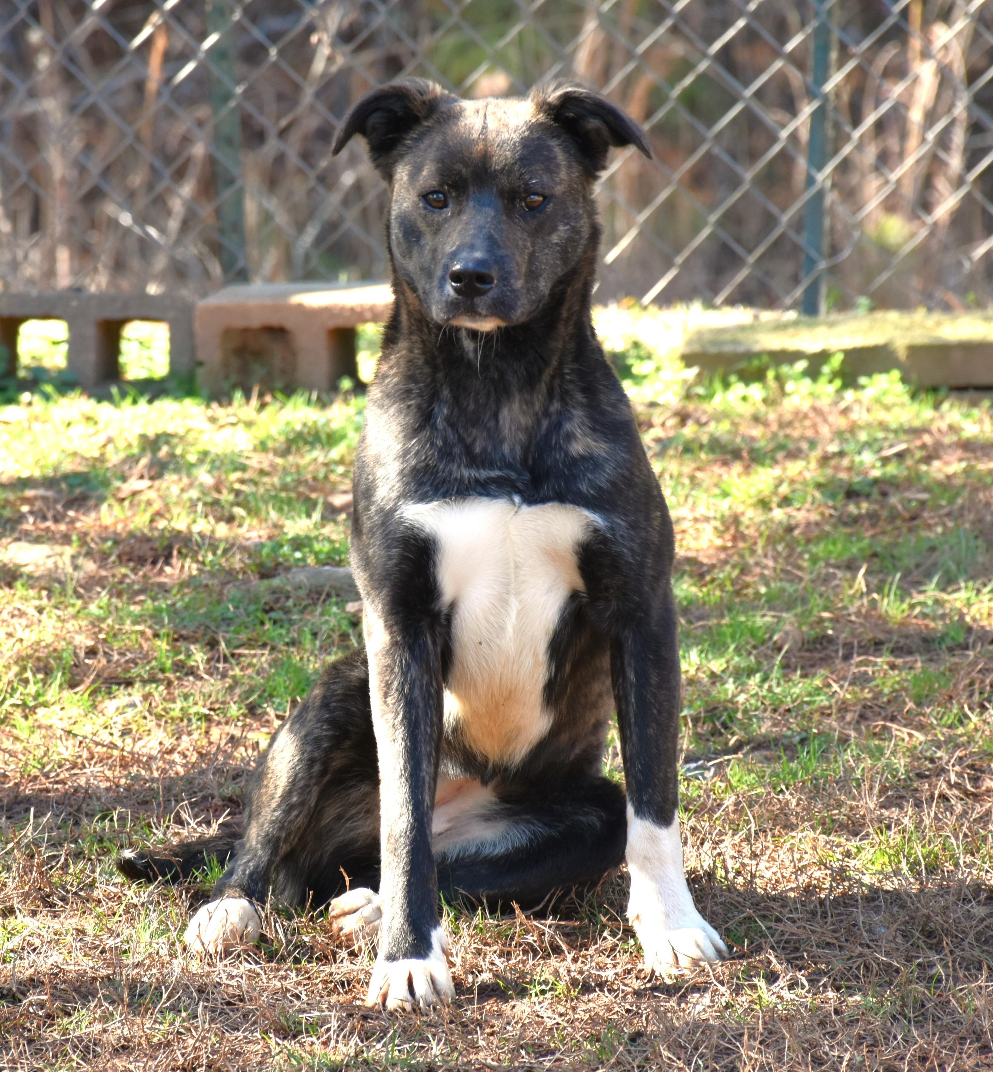 Enlarge Maggie, a ADOPTABLE mixed breed in Wedowee, AL image 2/6