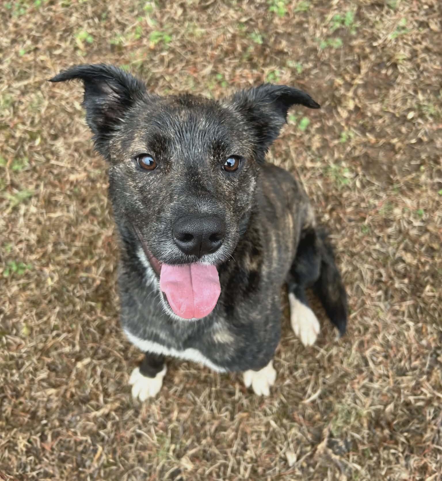 Enlarge Maggie, a ADOPTABLE mixed breed in Wedowee, AL image 4/6
