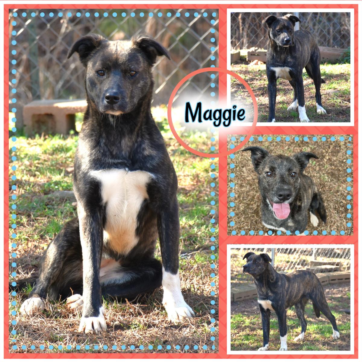 Enlarge Maggie, a ADOPTABLE mixed breed in Wedowee, AL image 1/6