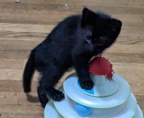 Buttercup, Baby Male Domestic Short Hair