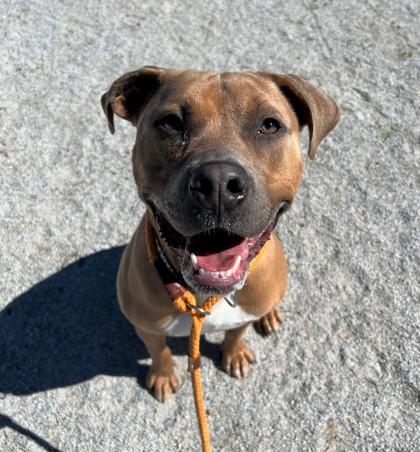 Thor, a Adoptable Pit Bull Terrier in Philadelphia, PA image 3/3