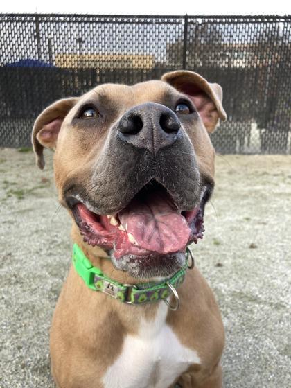 Thor, a Adoptable Pit Bull Terrier in Philadelphia, PA image 1/3