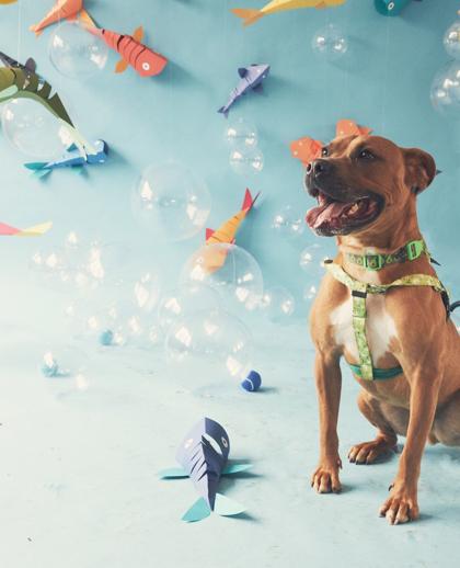 Thor, a Adoptable Pit Bull Terrier in Philadelphia, PA image 2/3