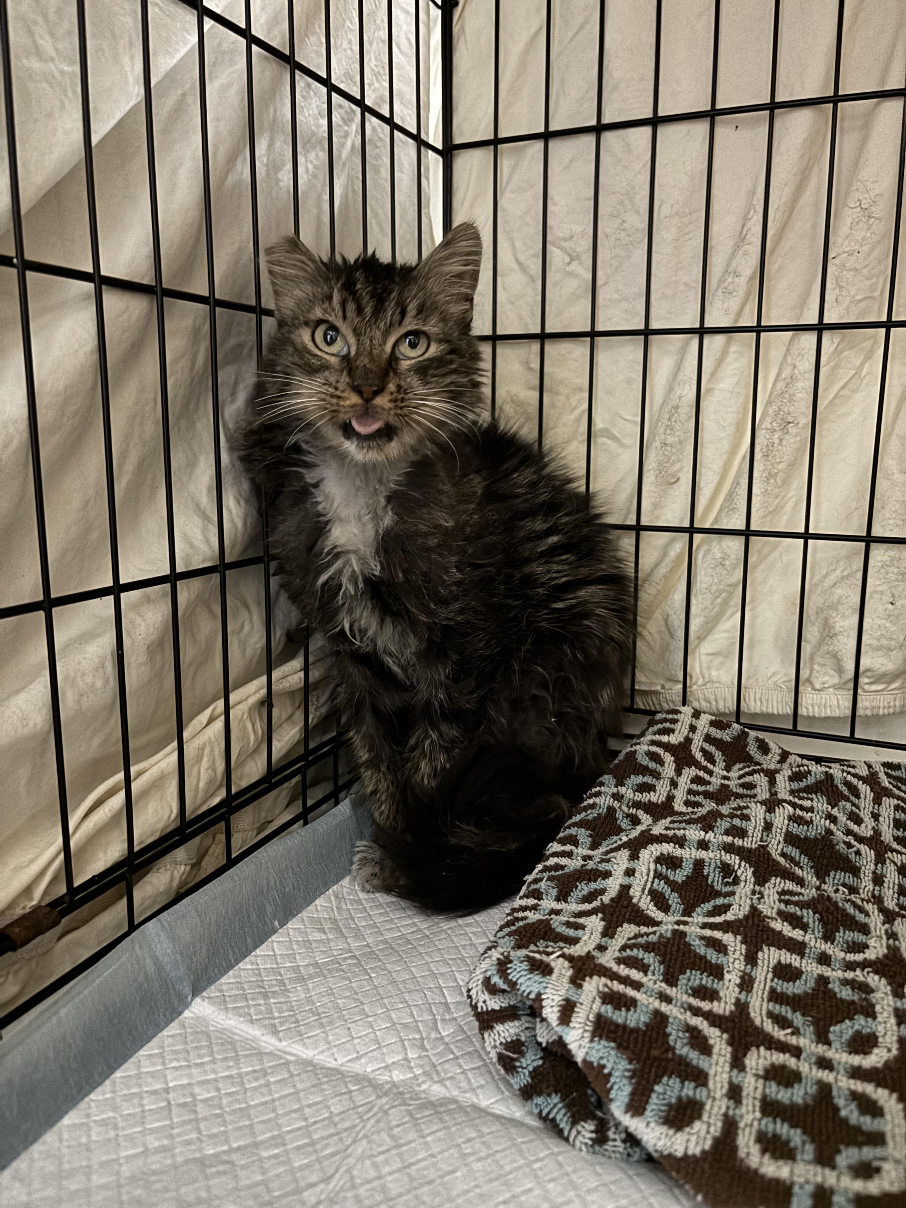 Enlarge Cookie, a ADOPTABLE Domestic Long Hair in San Diego, CA image 4/5