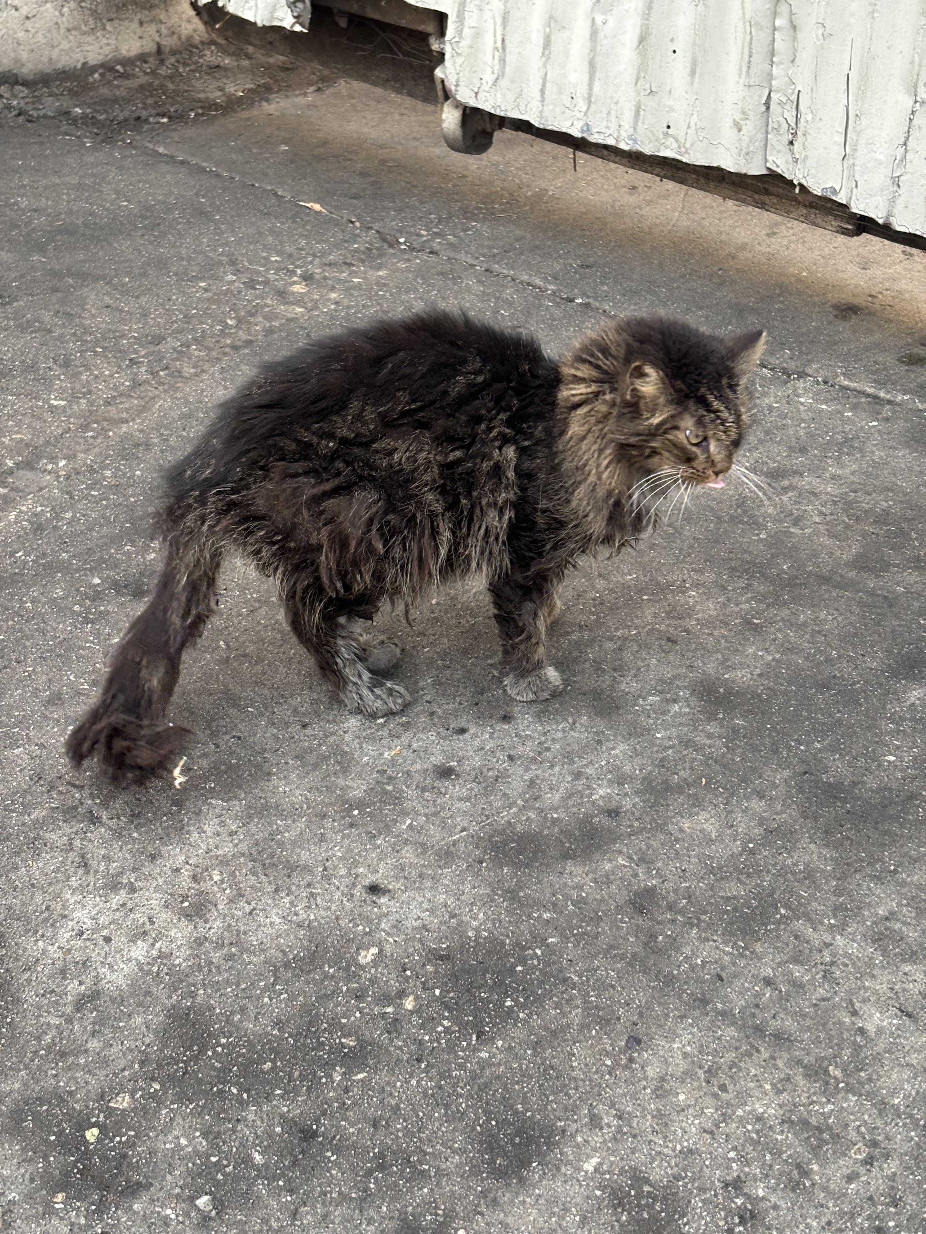 Enlarge Cookie, a ADOPTABLE Domestic Long Hair in San Diego, CA image 5/5