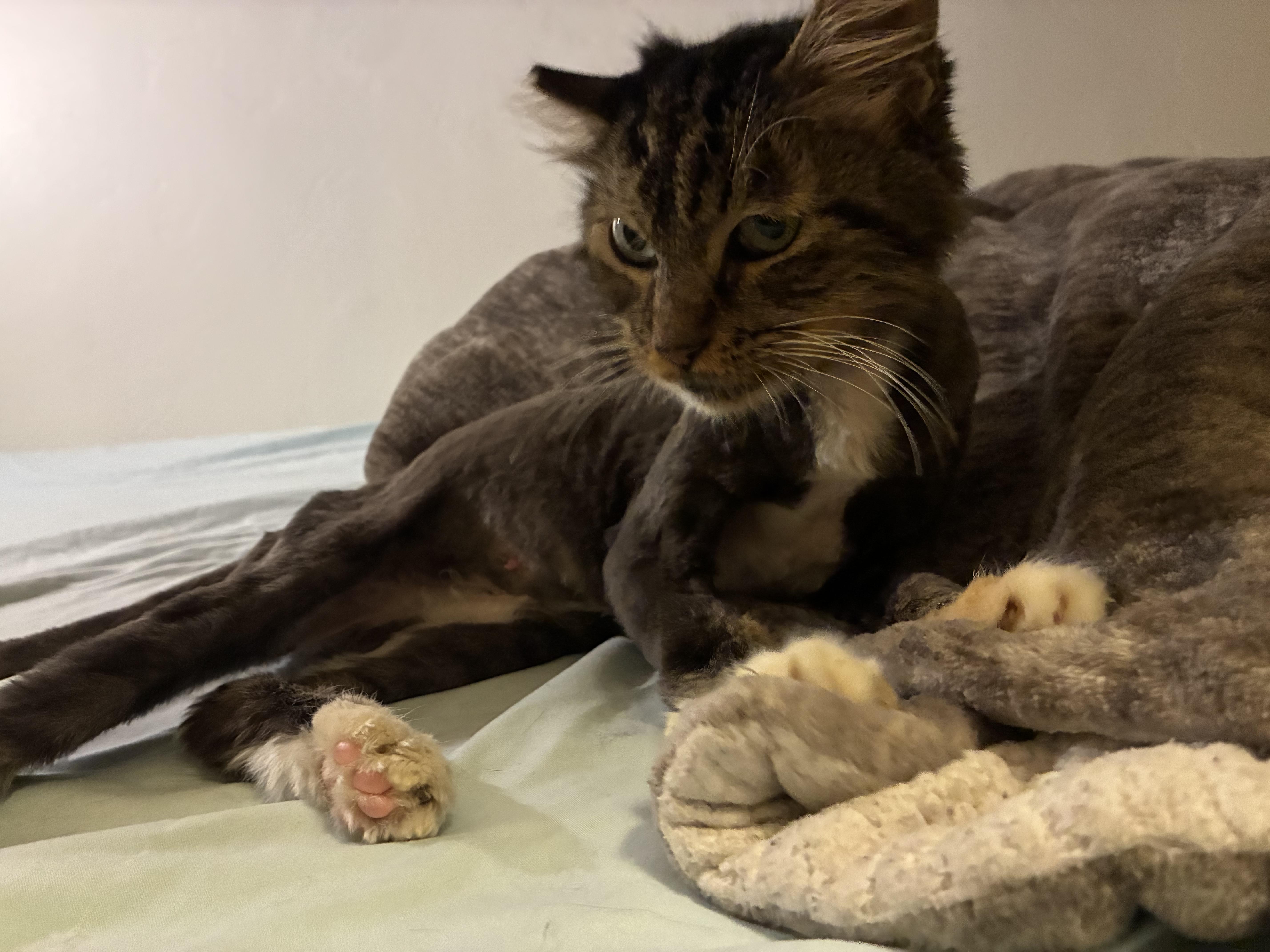 Enlarge Cookie, a ADOPTABLE Domestic Long Hair in San Diego, CA image 3/5