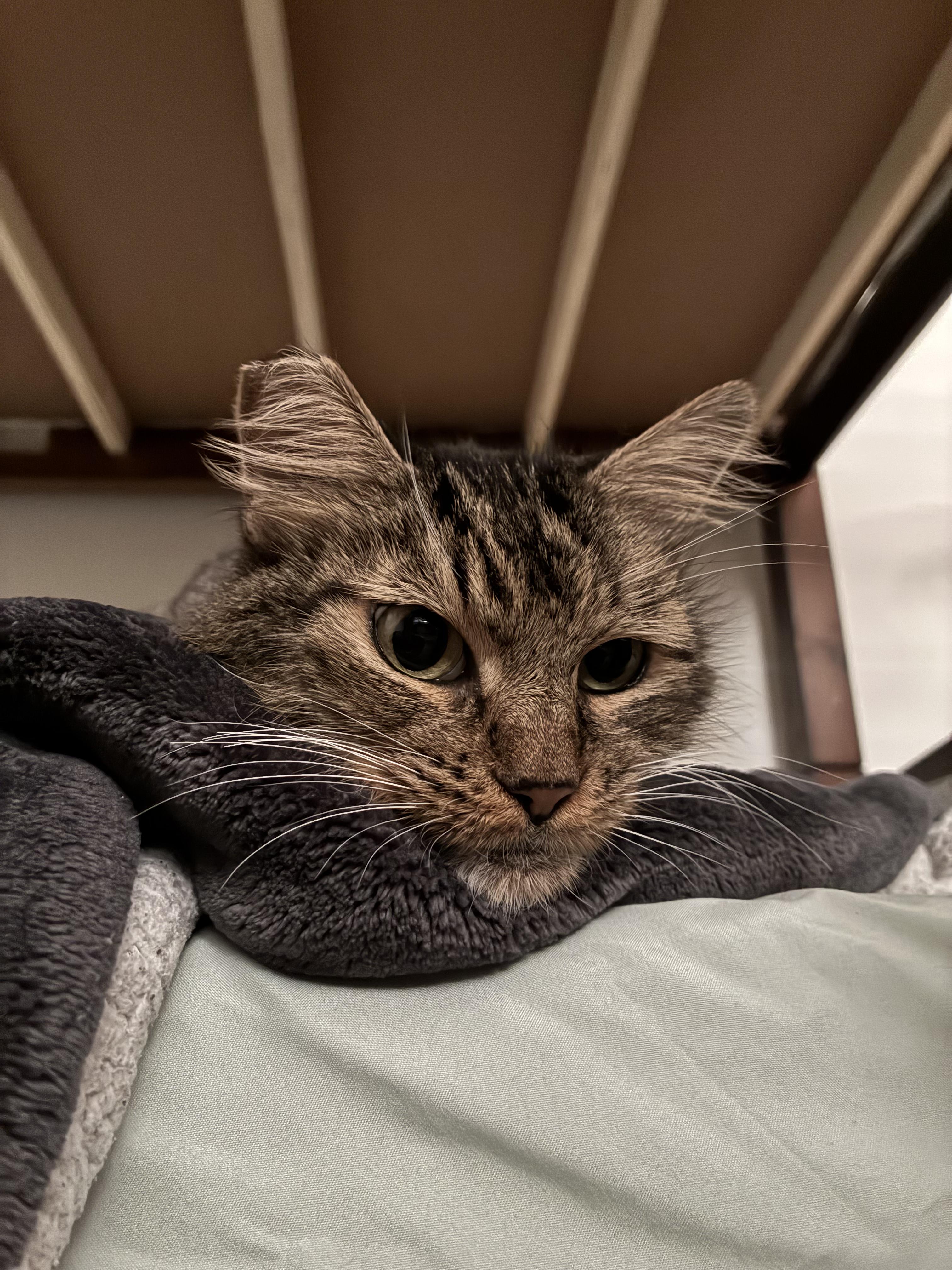 Enlarge Cookie, a ADOPTABLE Domestic Long Hair in San Diego, CA image 1/5