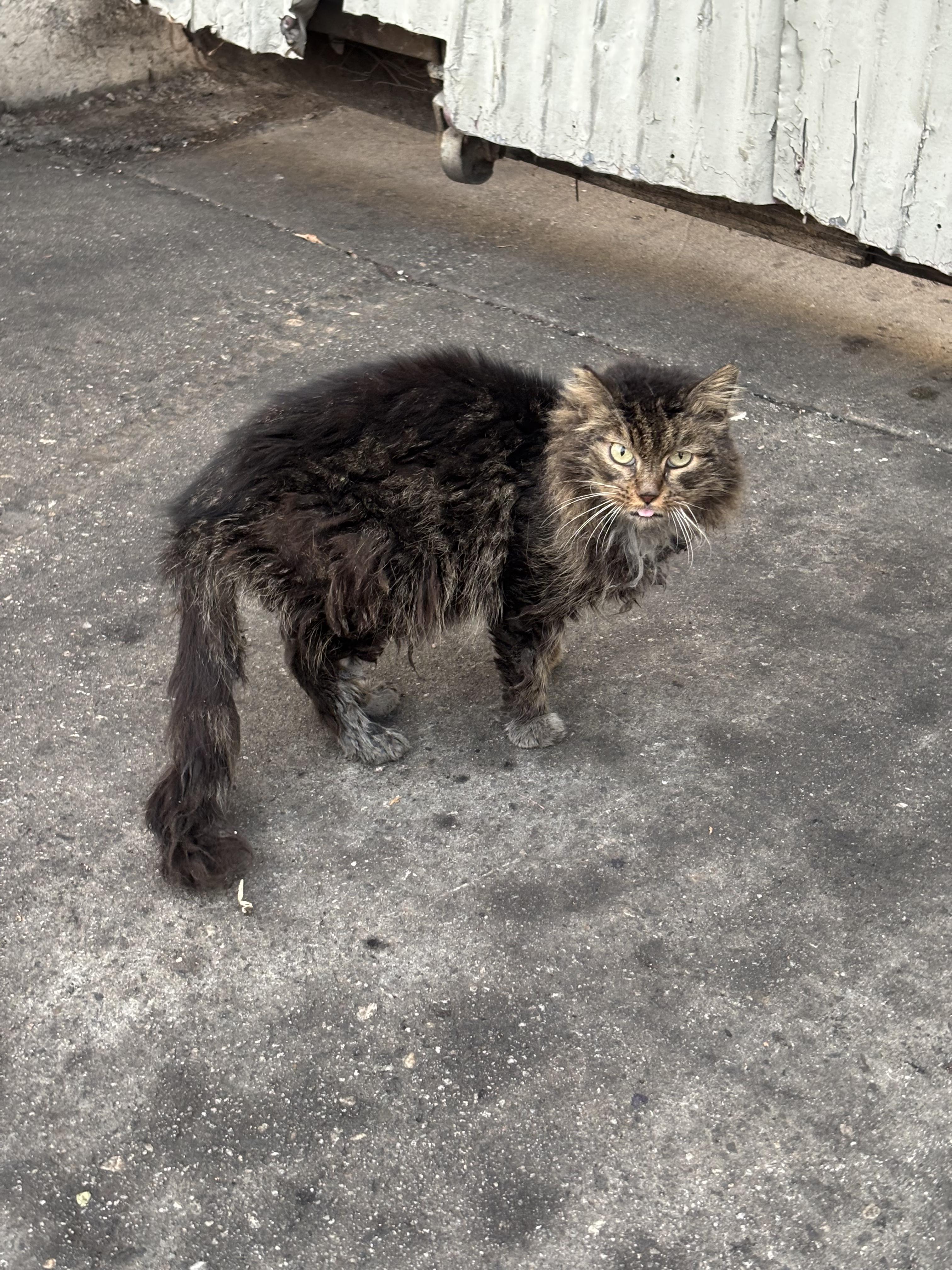 Enlarge Cookie, a ADOPTABLE Domestic Long Hair in San Diego, CA image 2/5