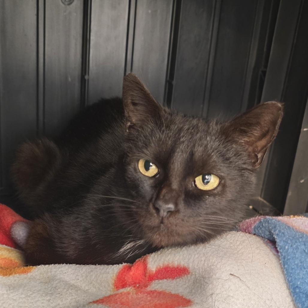 Enlarge Shira, a Adoptable Domestic Short Hair in Fort Wayne, IN image 2/6