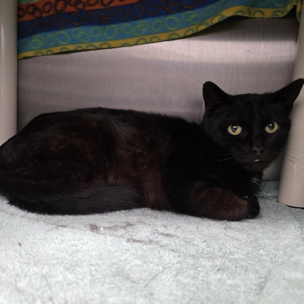 Enlarge Shira, a Adoptable Domestic Short Hair in Fort Wayne, IN image 3/6