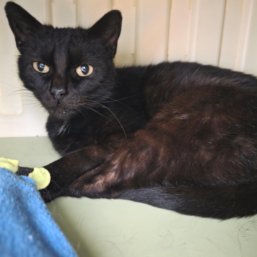 Enlarge Shira, a Adoptable Domestic Short Hair in Fort Wayne, IN image 4/6