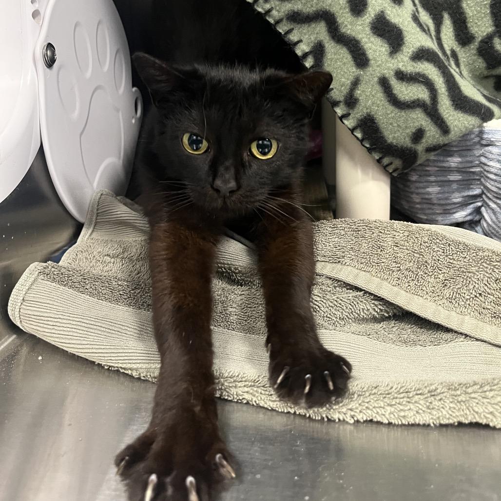 Enlarge Shira, a Adoptable Domestic Short Hair in Fort Wayne, IN image 5/6