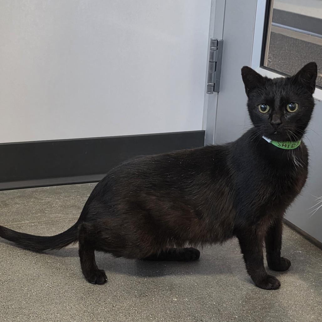 Enlarge Shira, a Adoptable Domestic Short Hair in Fort Wayne, IN image 6/6