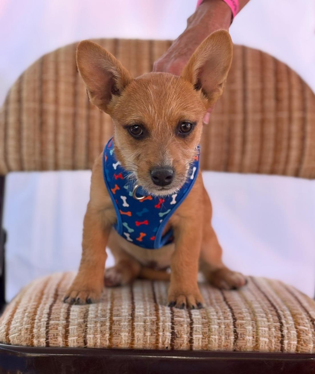 Enlarge Gretl, a Adoptable mixed breed in Longmont, CO image 1/1