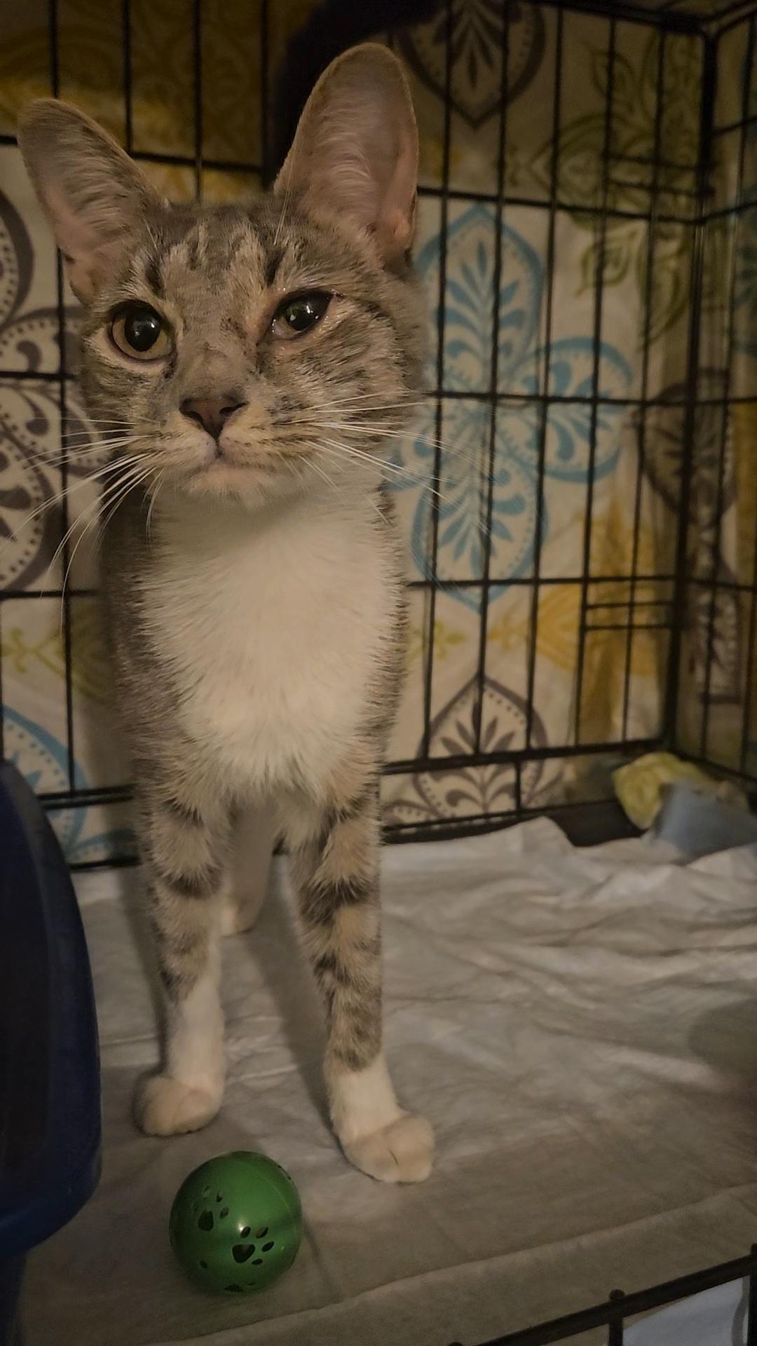 Dolce - The Sweetest!