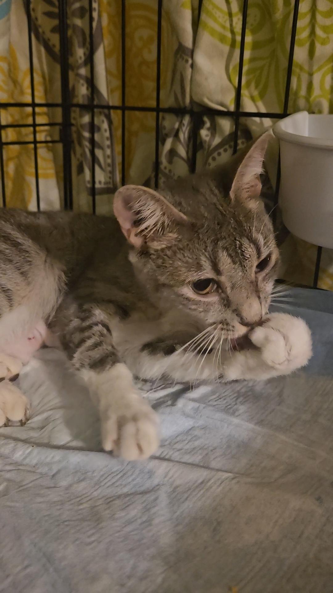 Dolce - The Sweetest!