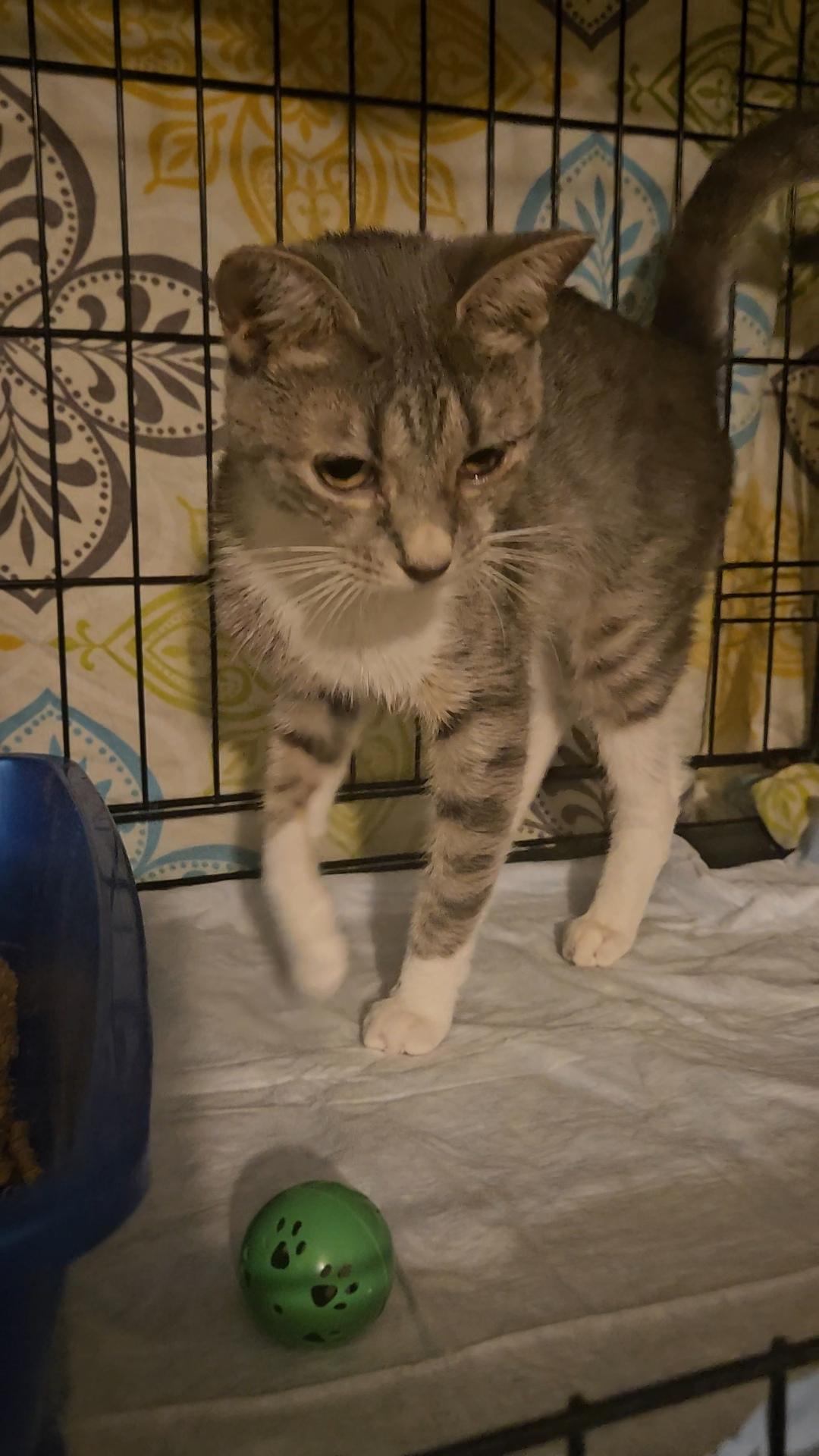 Dolce - The Sweetest!