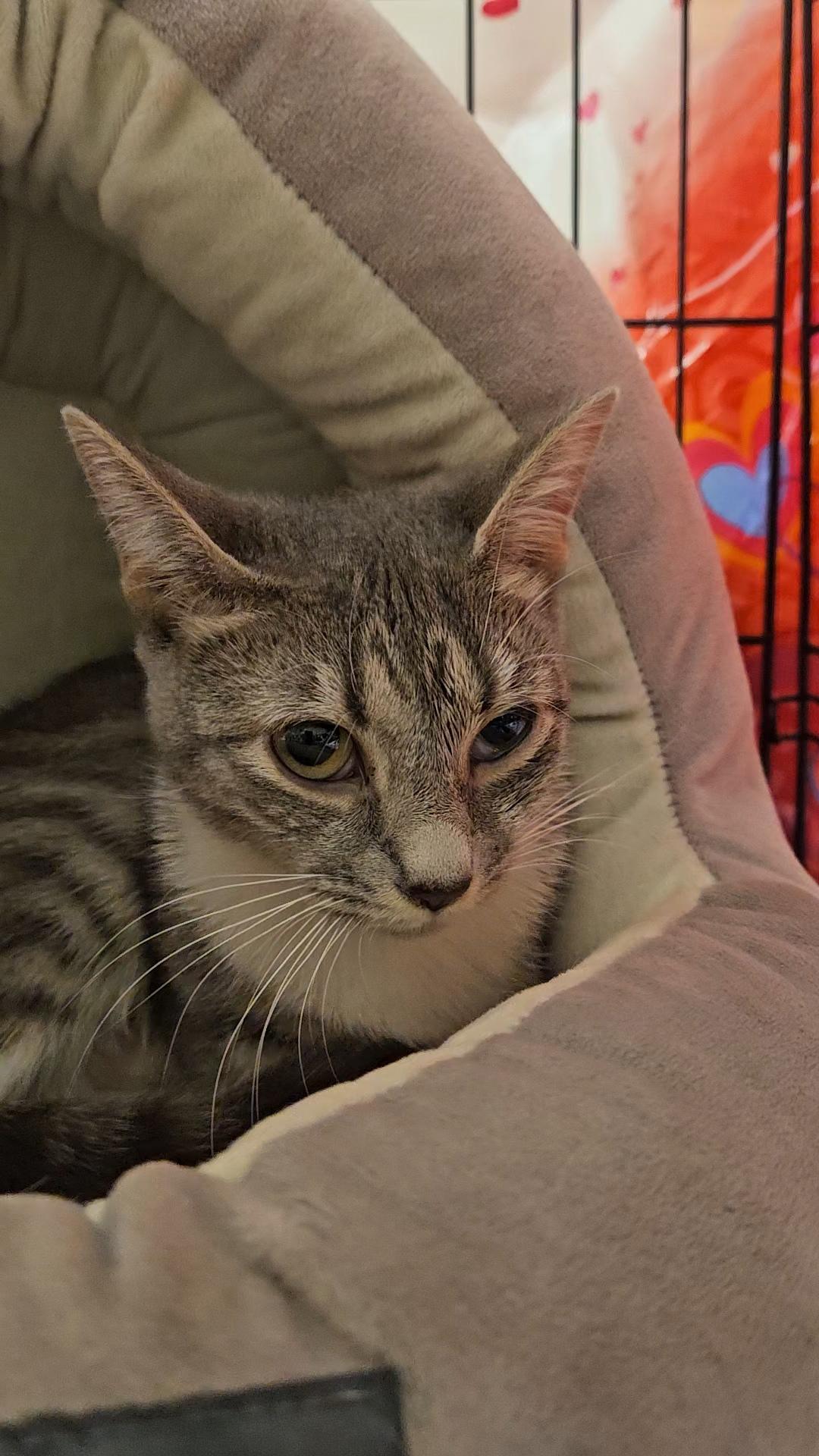 Dolce - The Sweetest!