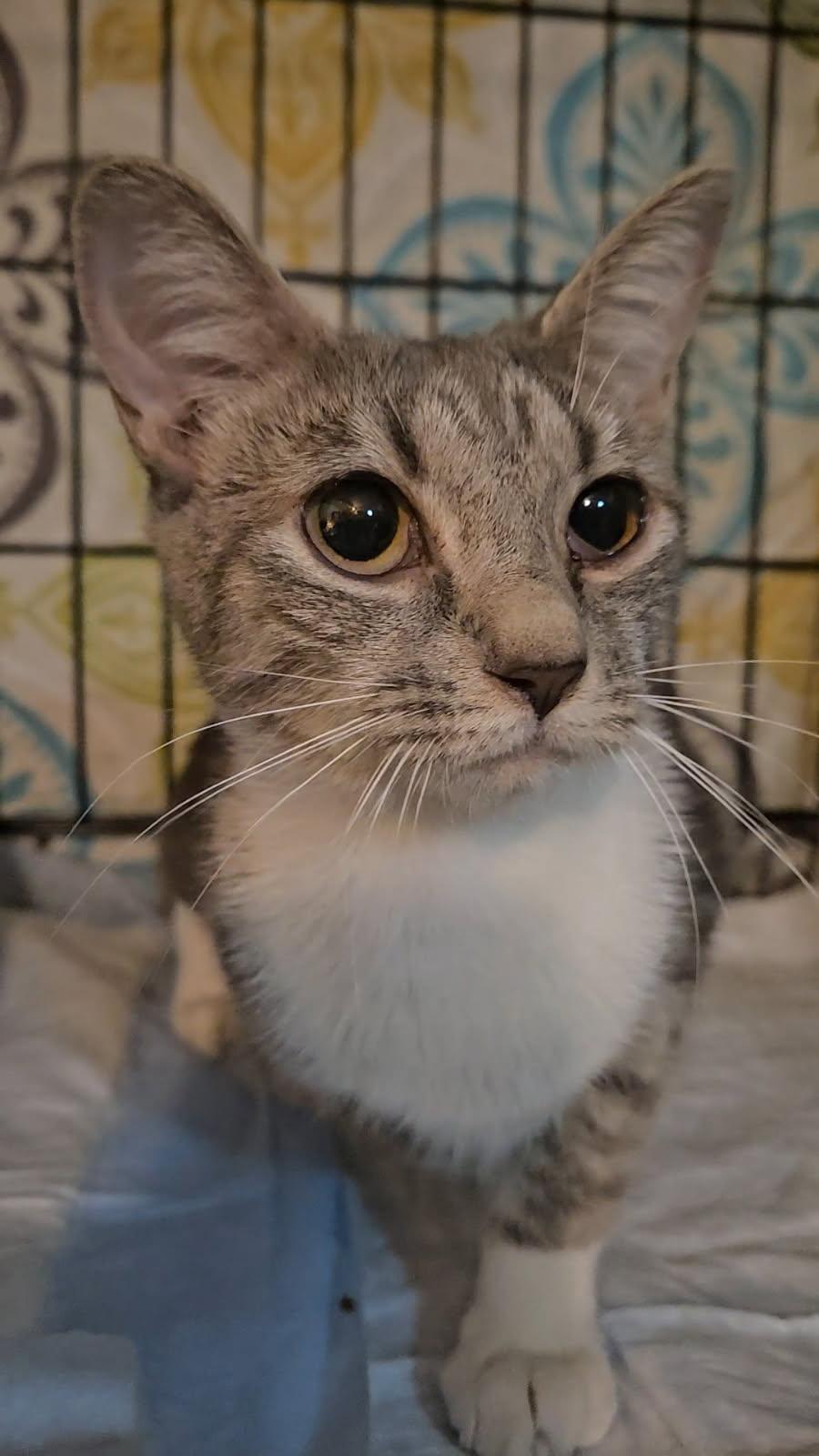 Dolce - The Sweetest!