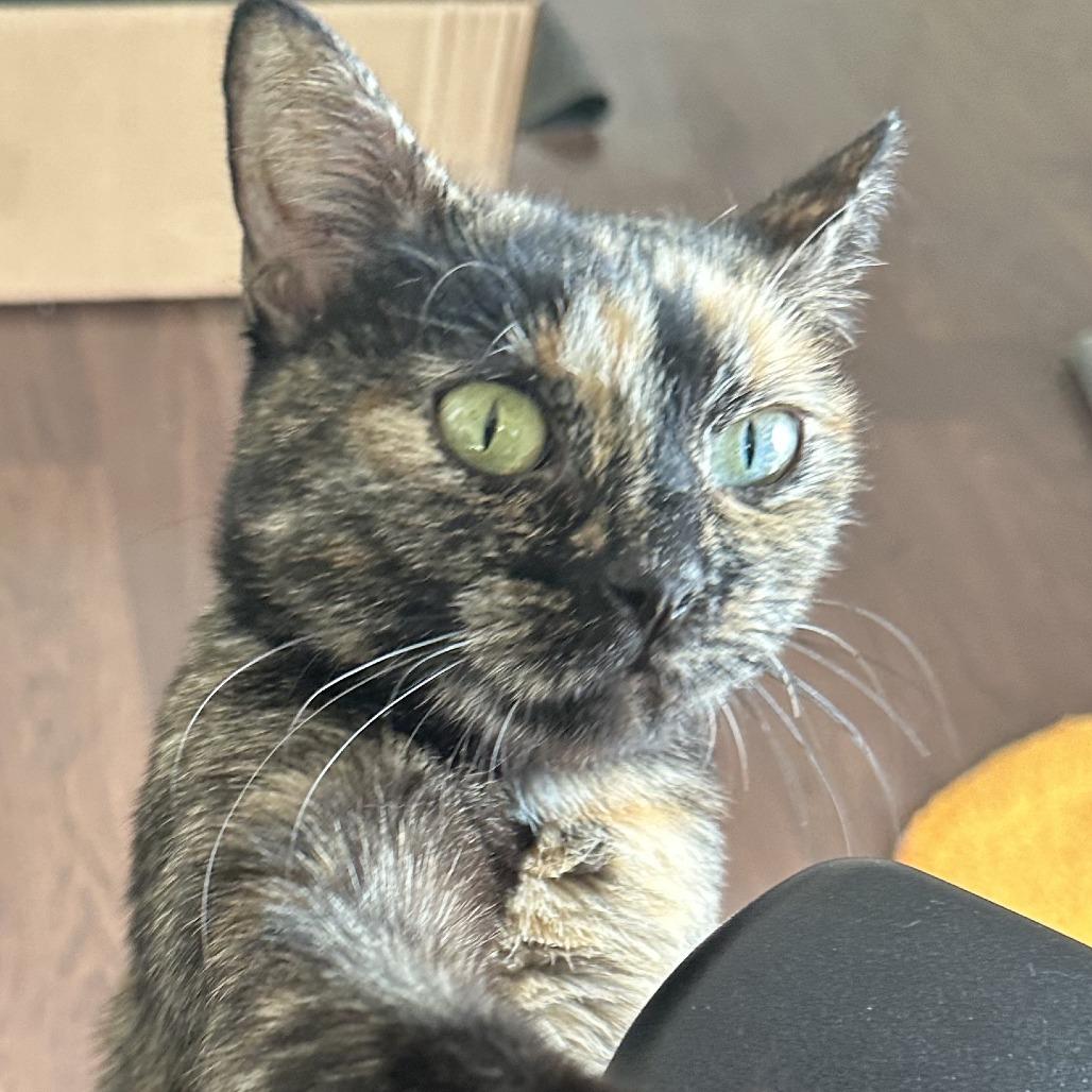 Marnie, Adoptable, Adult Female Domestic Short Hair.