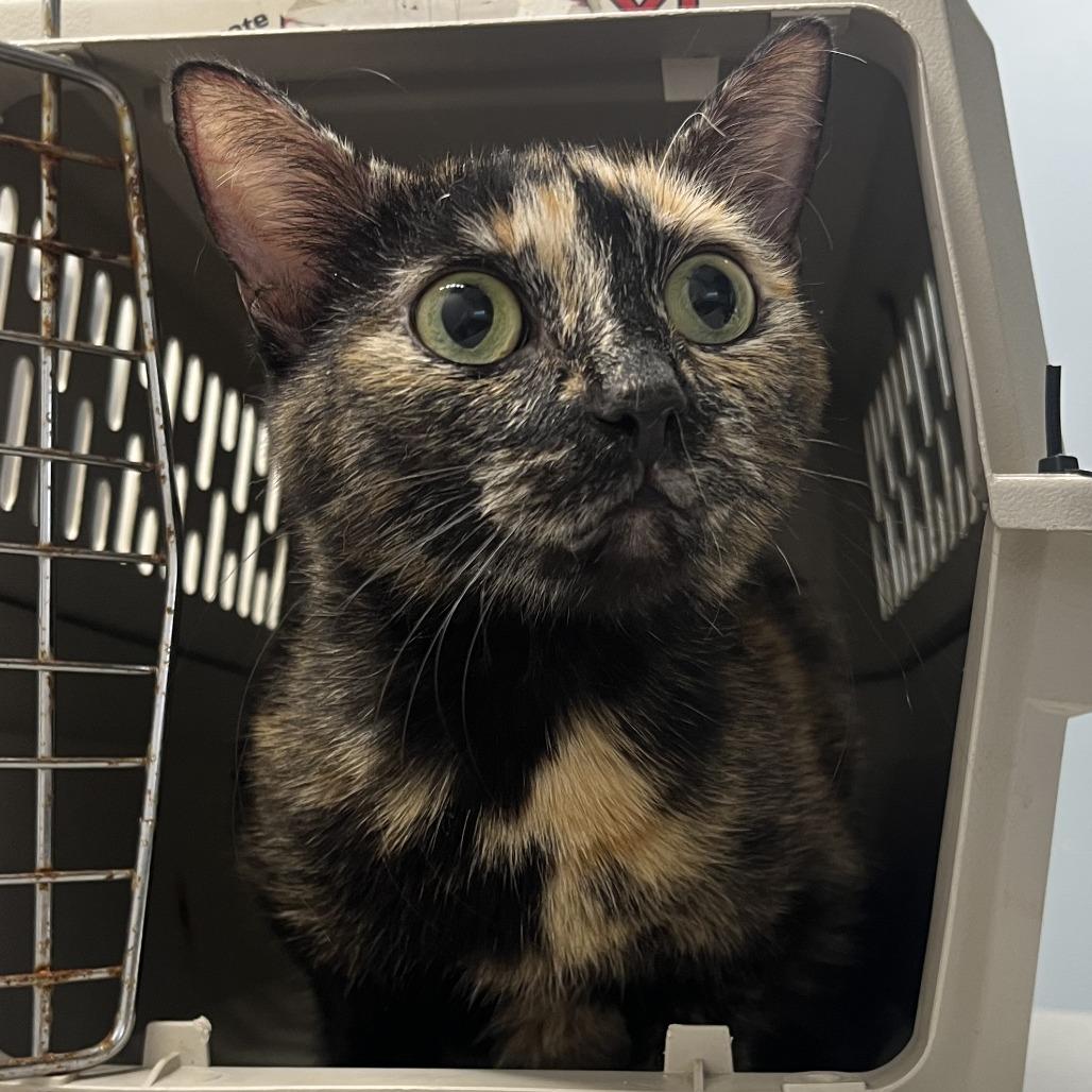 Enlarge Marnie, a Adoptable Domestic Short Hair in Oak Park, IL image 3/6