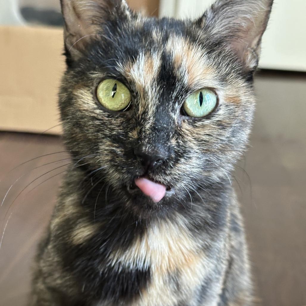 Enlarge Marnie, a Adoptable Domestic Short Hair in Oak Park, IL image 4/6