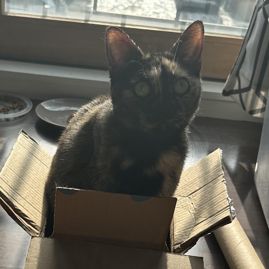 Enlarge Marnie, a Adoptable Domestic Short Hair in Oak Park, IL image 5/6