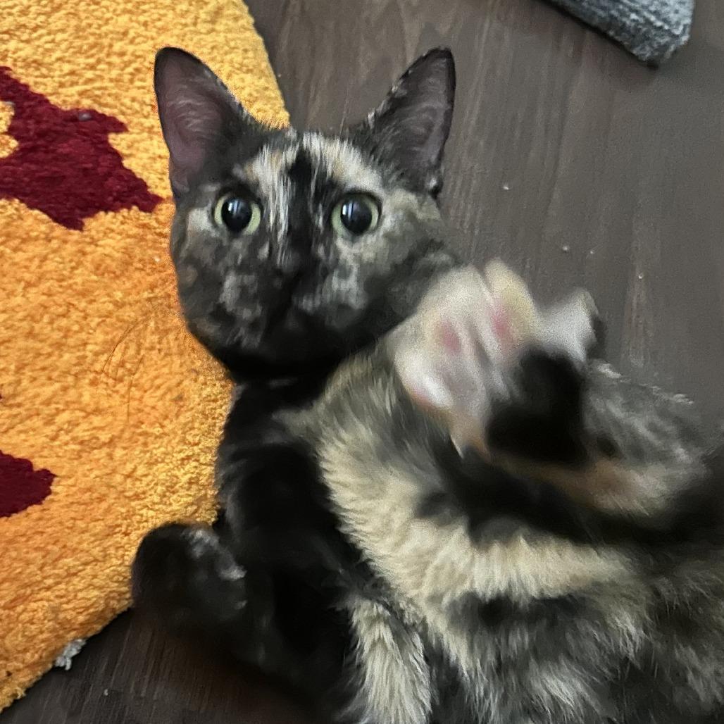 Enlarge Marnie, a Adoptable Domestic Short Hair in Oak Park, IL image 6/6