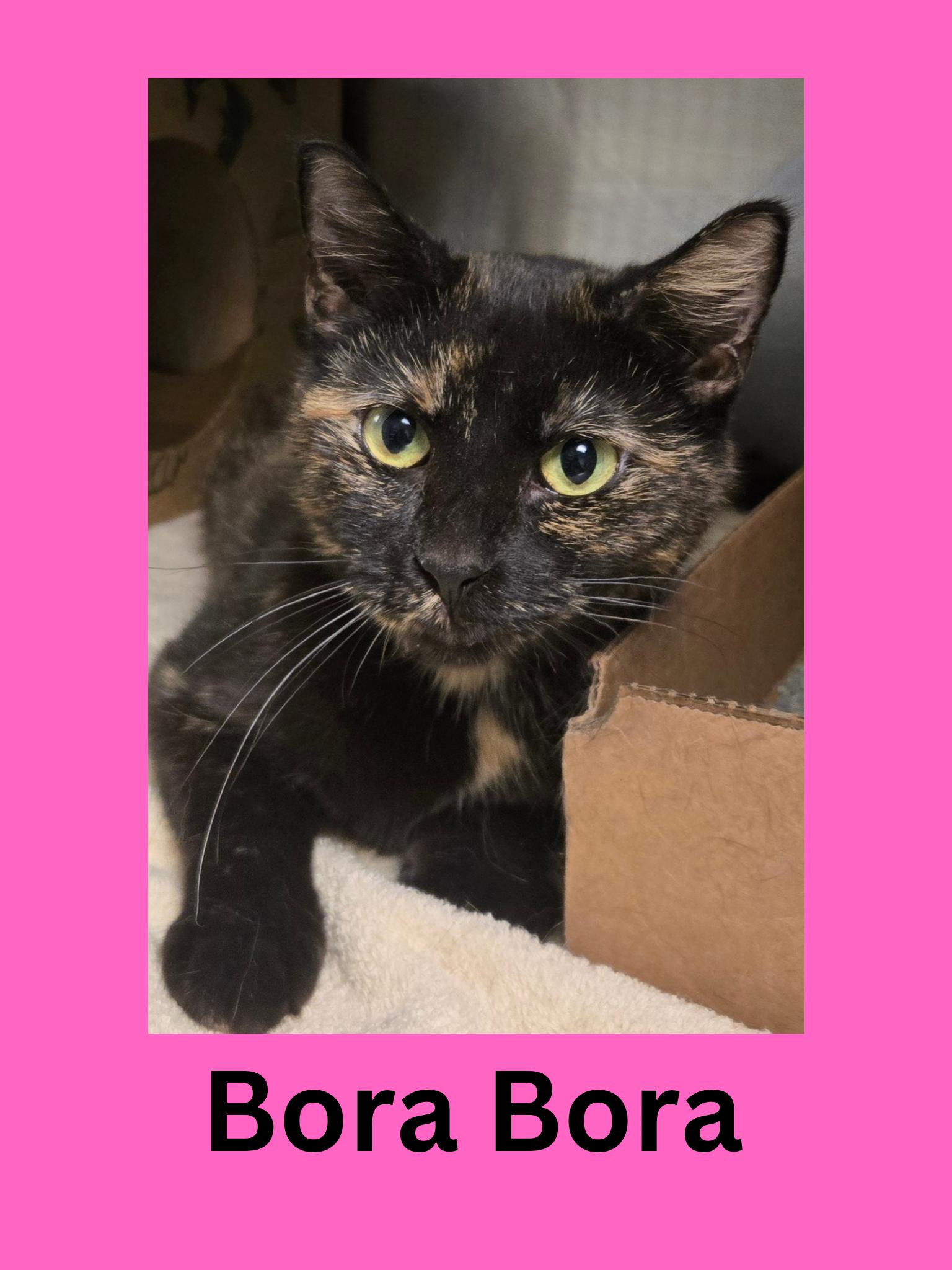 Enlarge Bora Bora, an adopted Domestic Short Hair in Ravenna, OH image 1/1