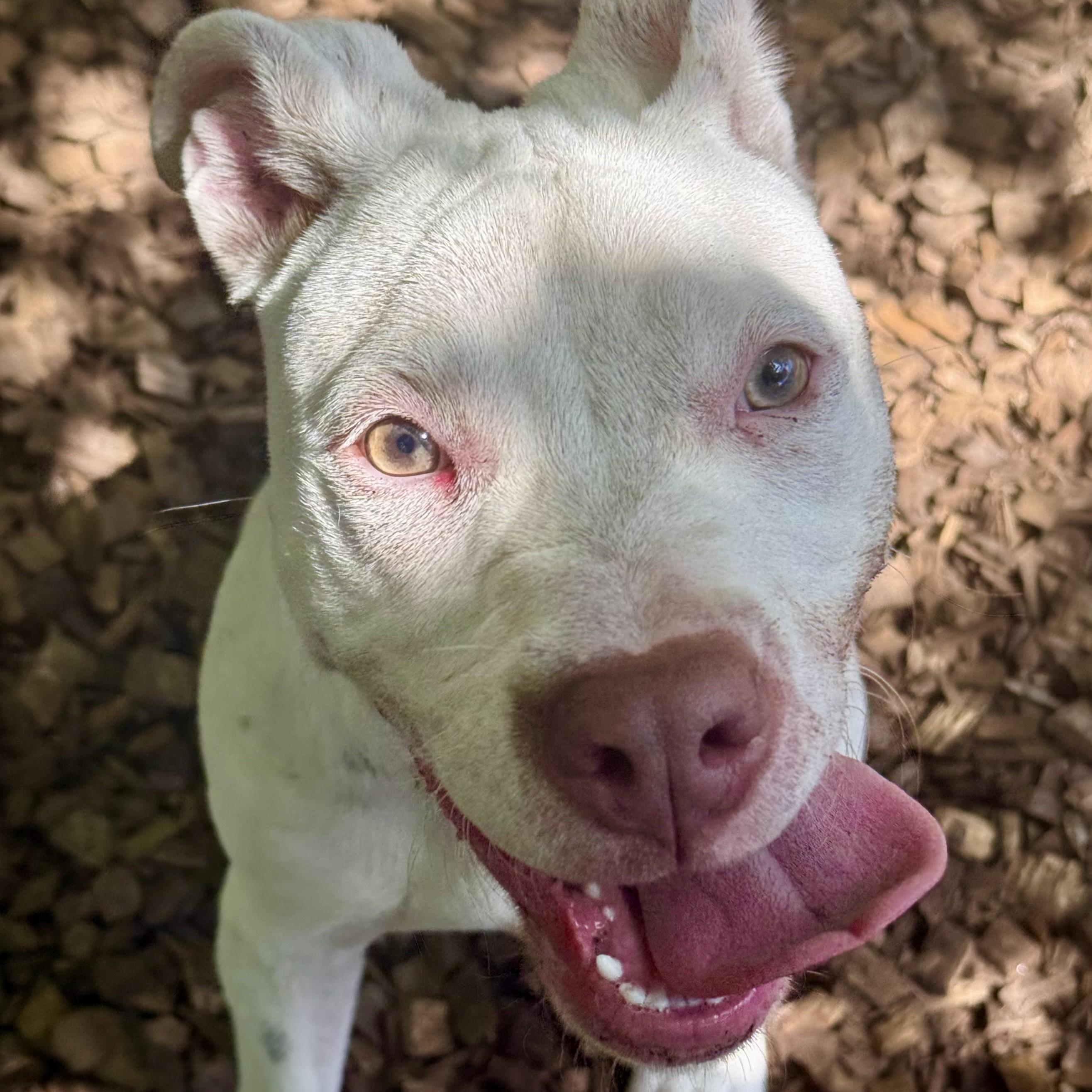 Enlarge Zara- 53705, a ADOPTABLE Pit Bull Terrier in Columbia, MD image 3/5