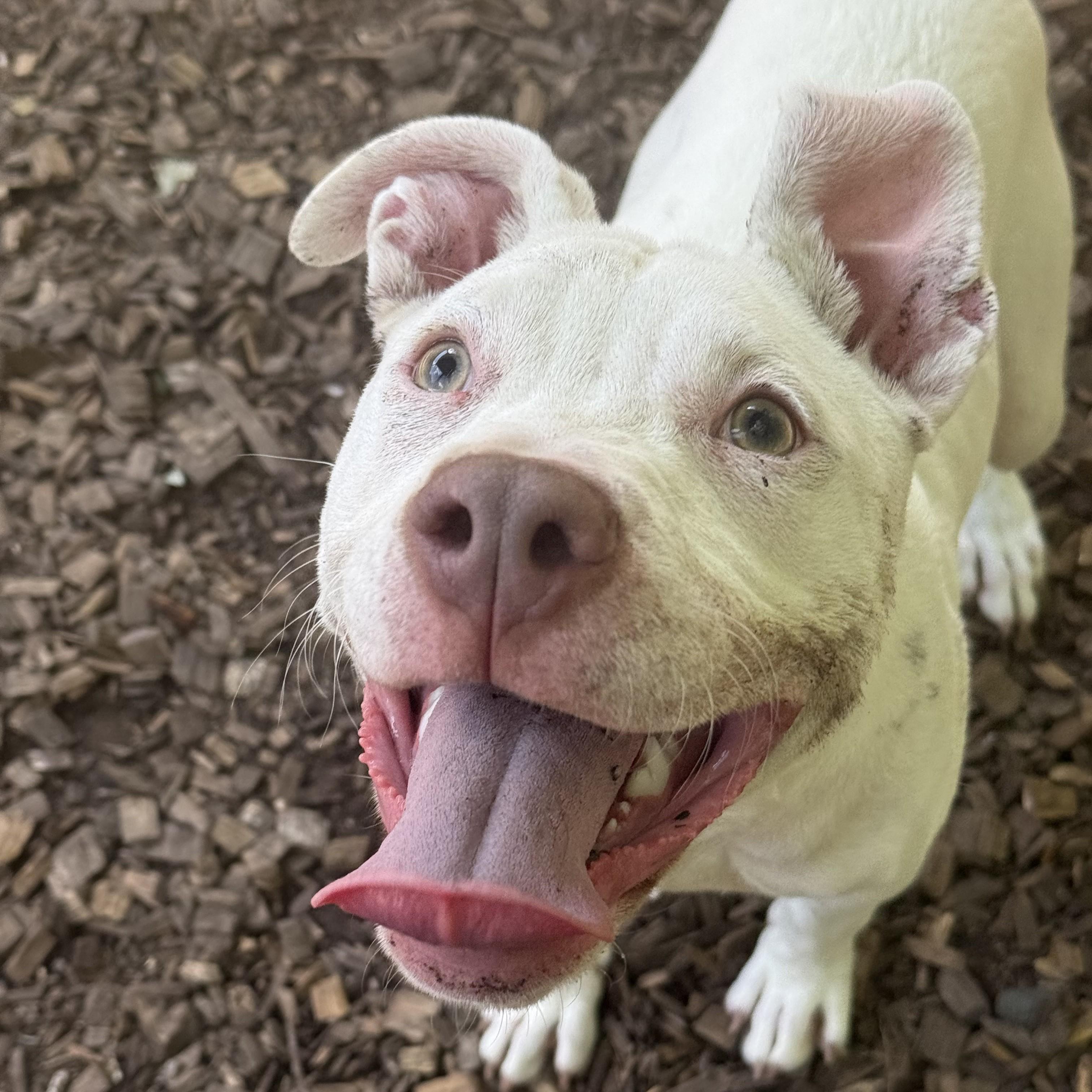 Enlarge Zara- 53705, a ADOPTABLE Pit Bull Terrier in Columbia, MD image 2/5
